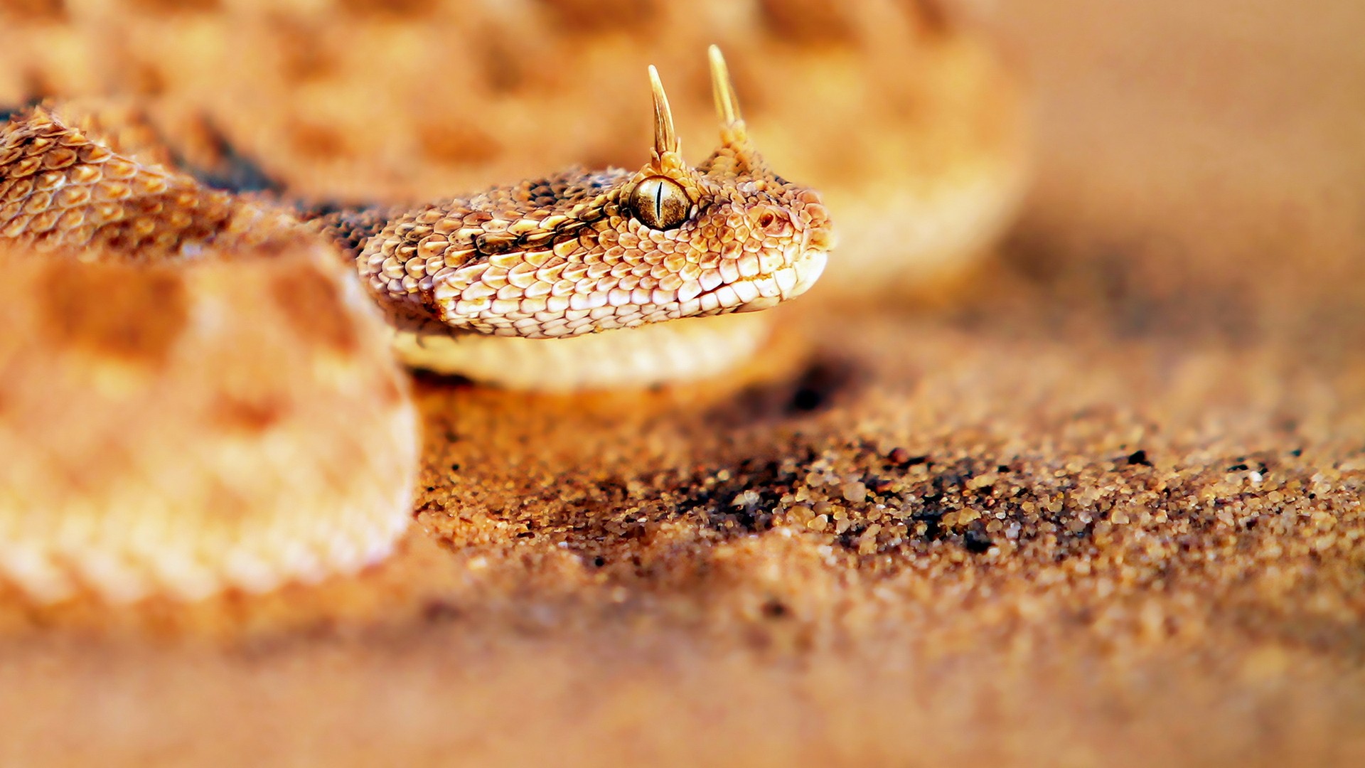 HD wallpaper animal, viper, reptiles