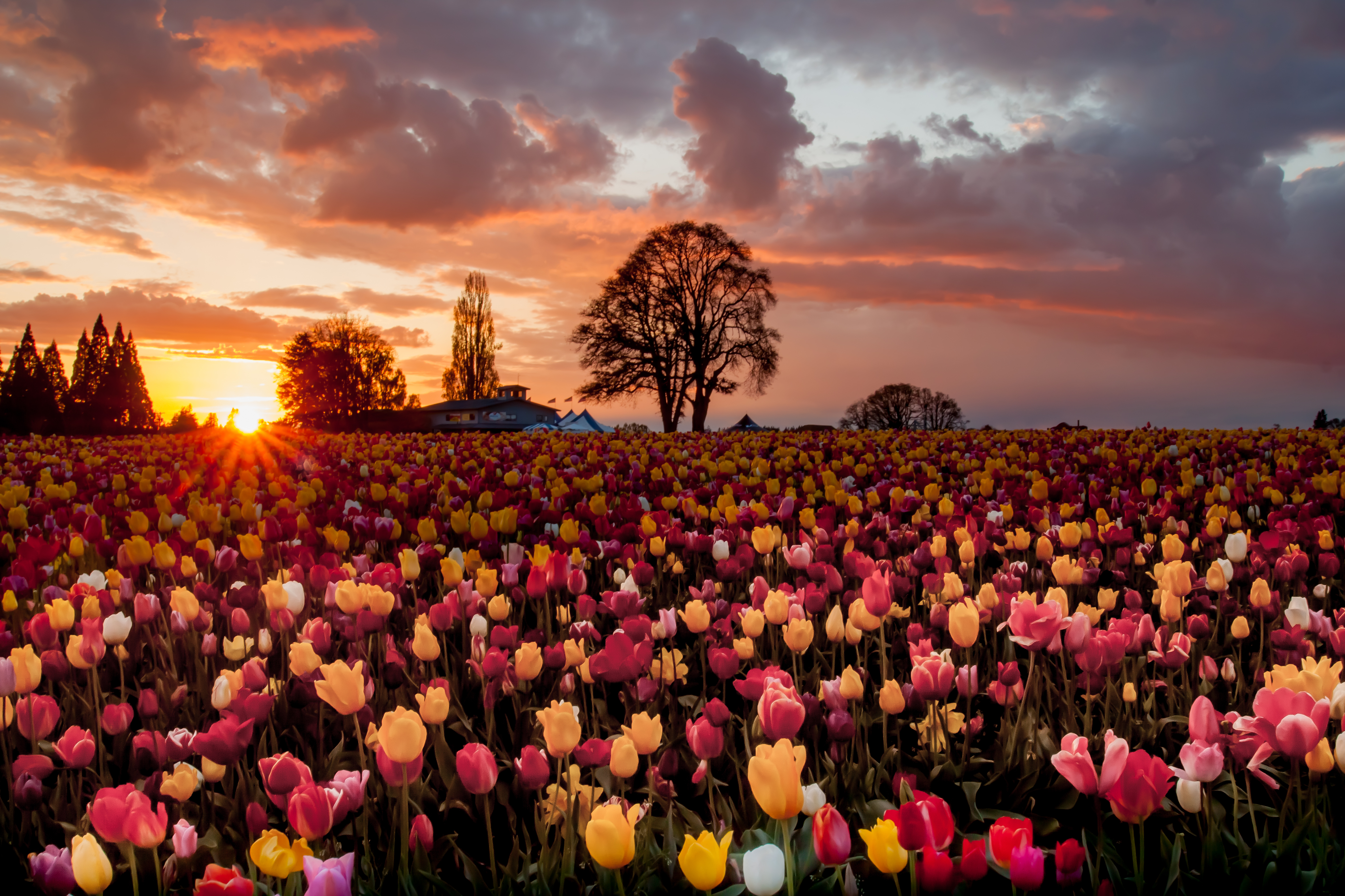 Flower sunset. Тюльпановые поля 1920. Красивые цветочные поля. Пейзажи с цветами. Цветы на рассвете.