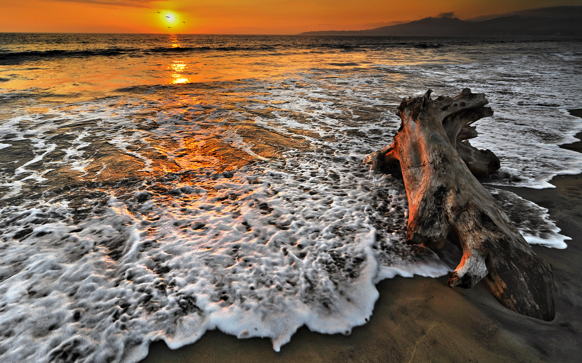 earth, ocean, driftwood Free Stock Photo