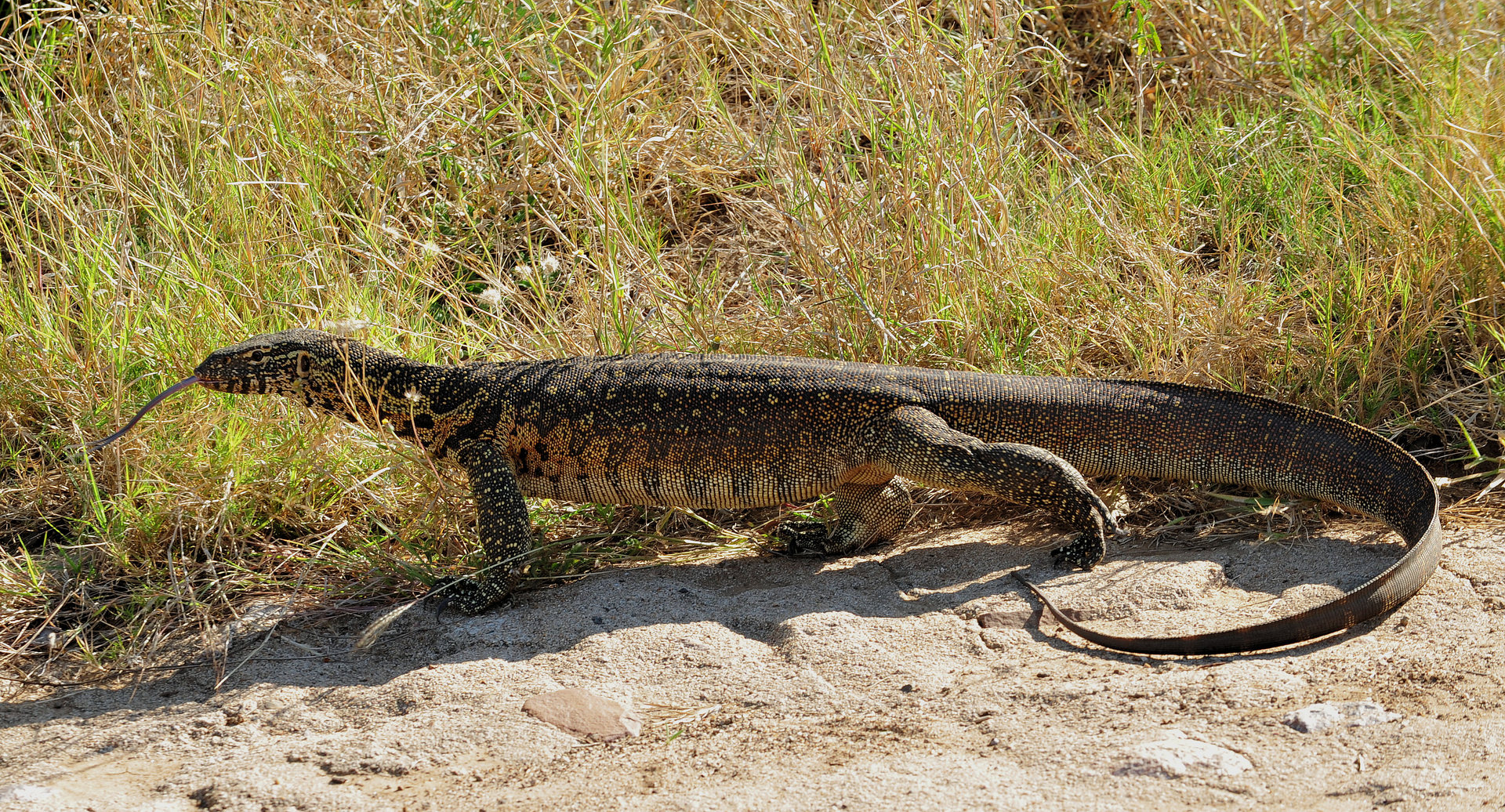 animal, monitor lizard, reptiles cell phone wallpapers