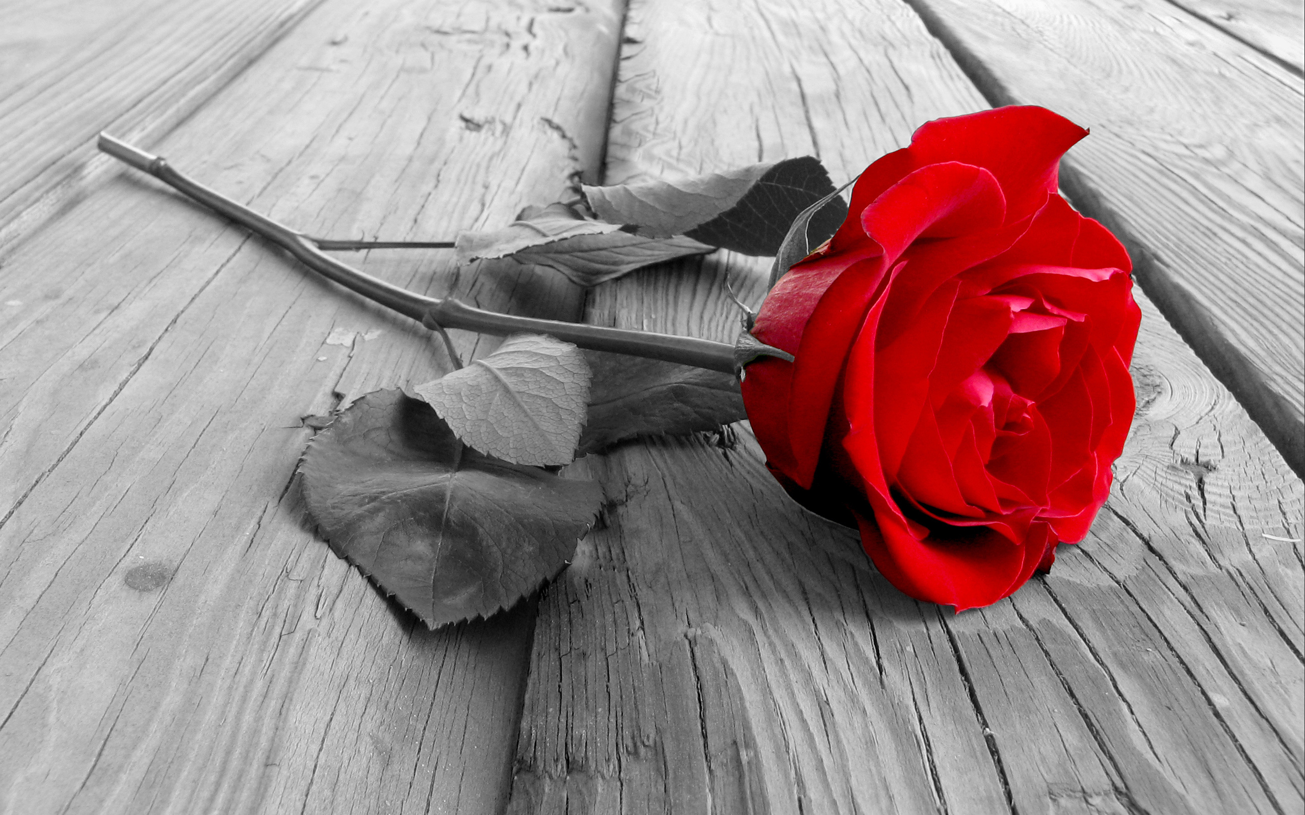 Download mobile wallpaper Selective Color, Red Rose, Flowers, Flower, Rose, Earth for free.