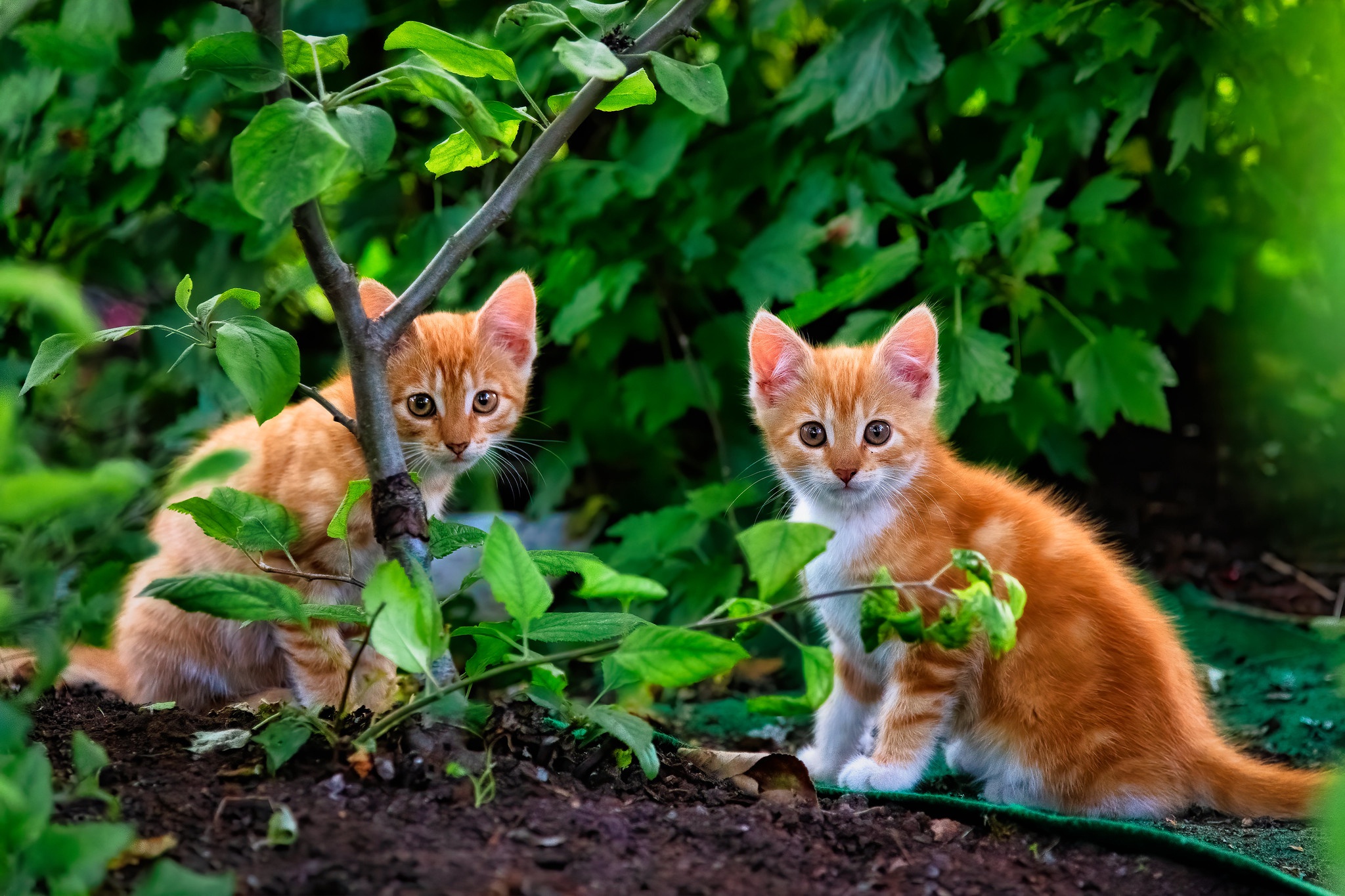 Абиссинский рыжий котенок