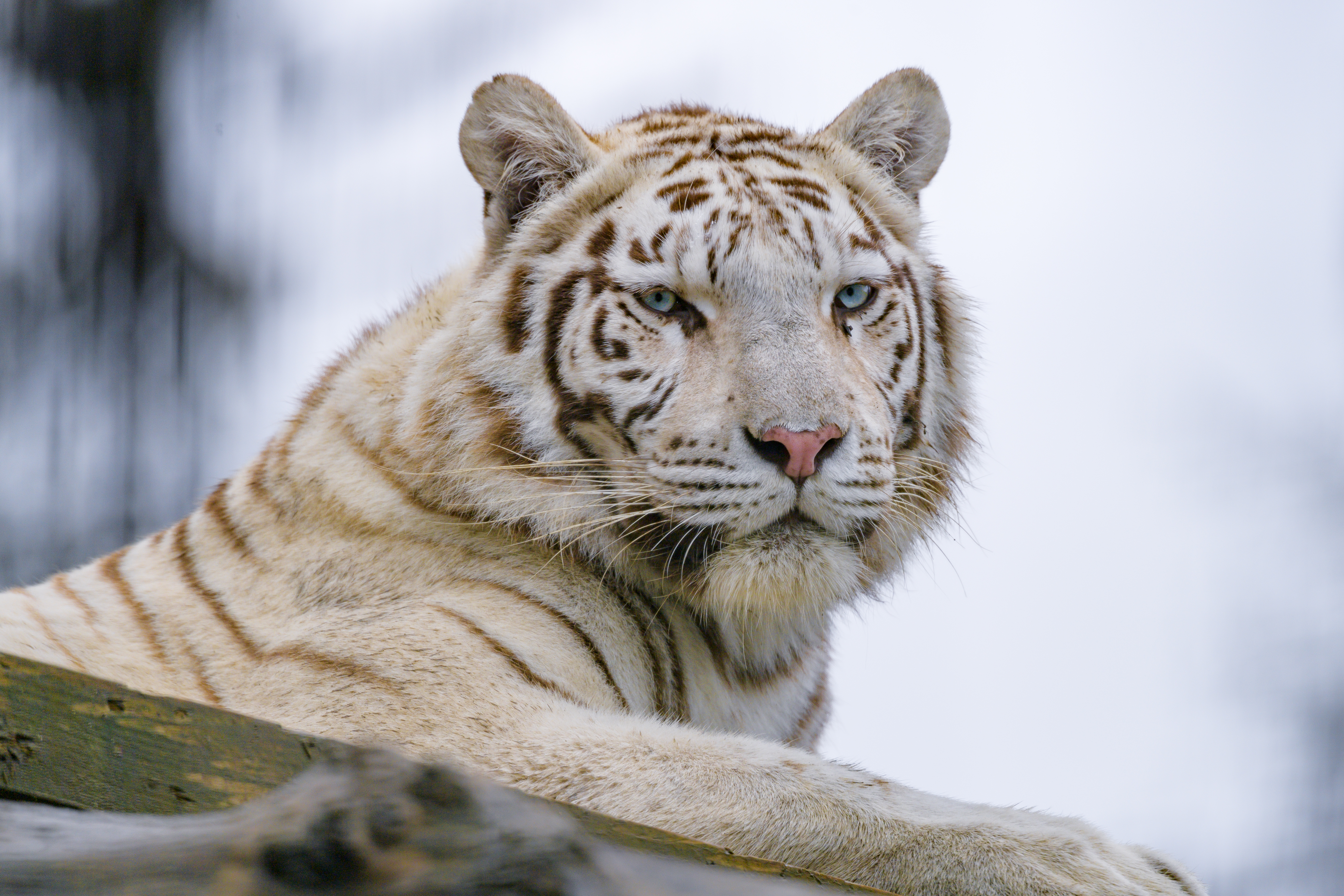65452 baixar papel de parede tigre branco, animais, predator, predador, visão, opinião, tigre, animal - protetores de tela e imagens gratuitamente