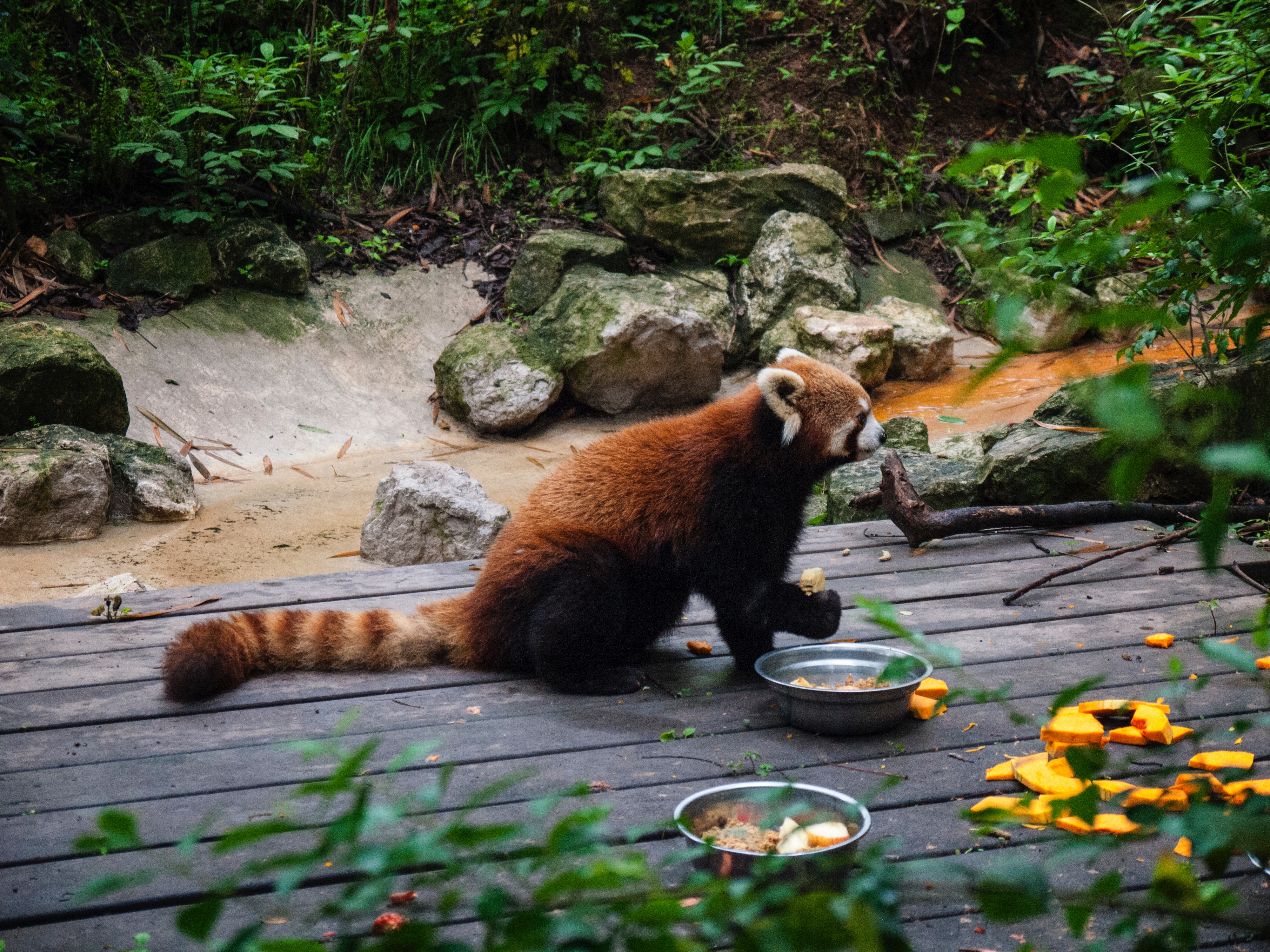 133698 Hintergrundbild herunterladen tiere, lebensmittel, zoo, feuriger panda, fiery panda - Bildschirmschoner und Bilder kostenlos