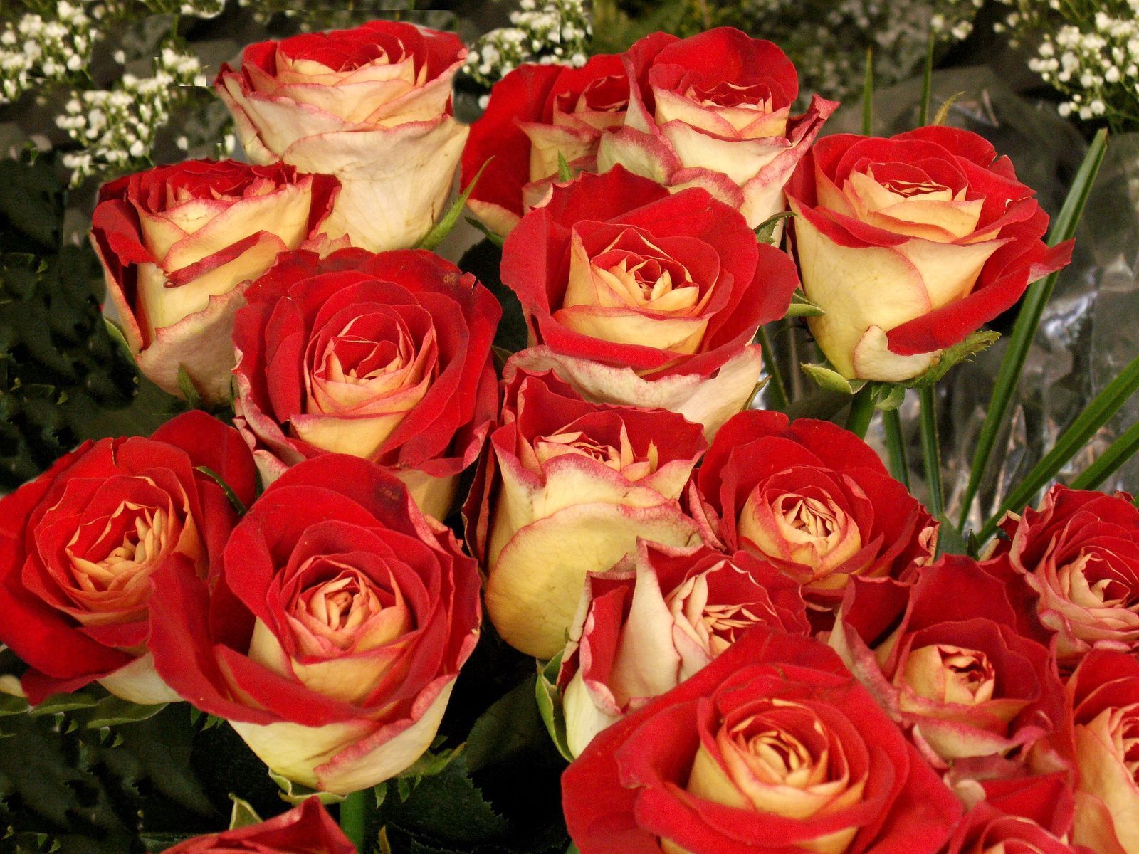 Descarga gratis la imagen Brillante, Cogollos, Brotes, Ramo, Roses, Flores en el escritorio de tu PC