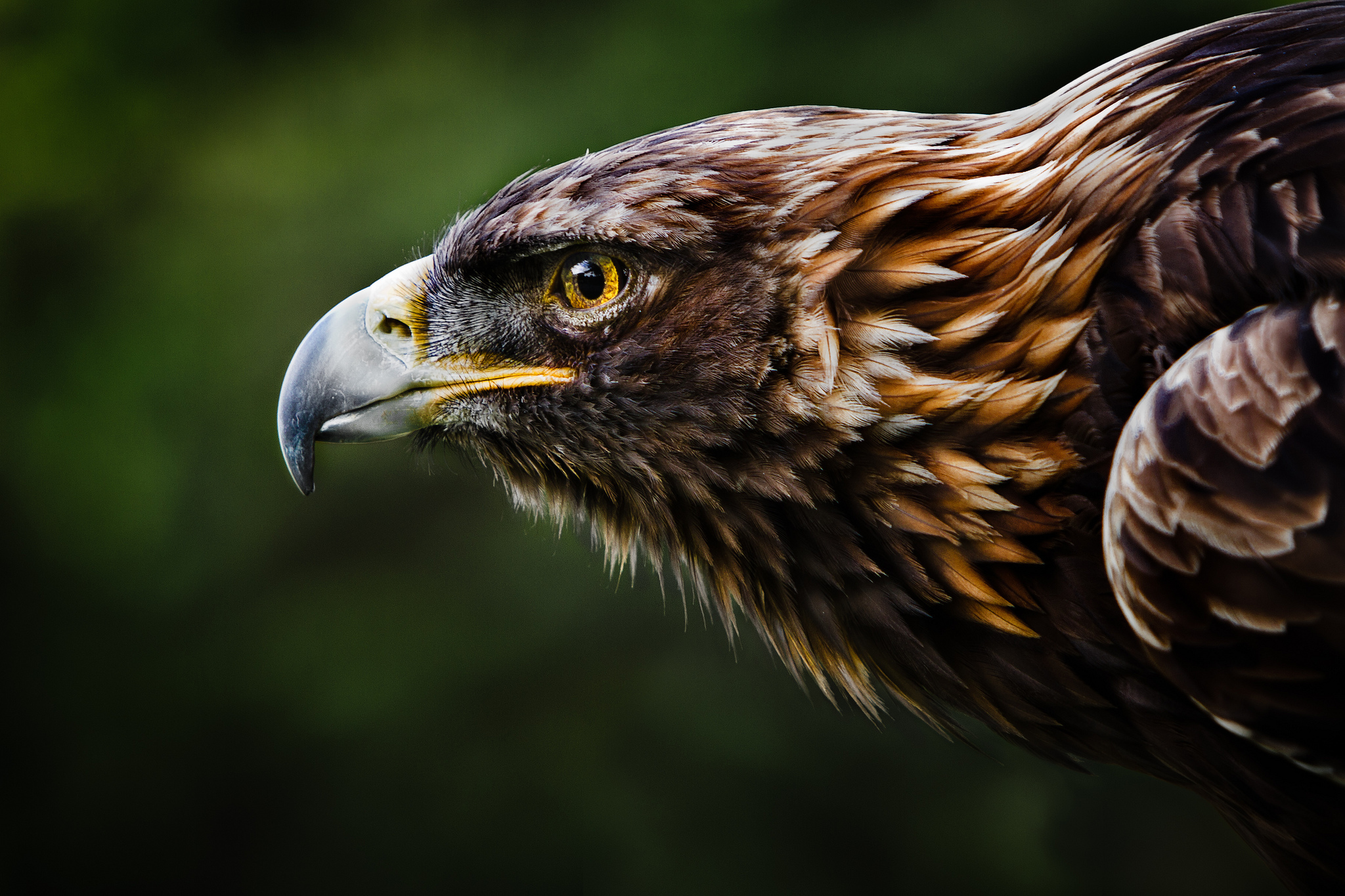 303378 免費下載壁紙 动物, 鹰, 鸟类 屏保和圖片