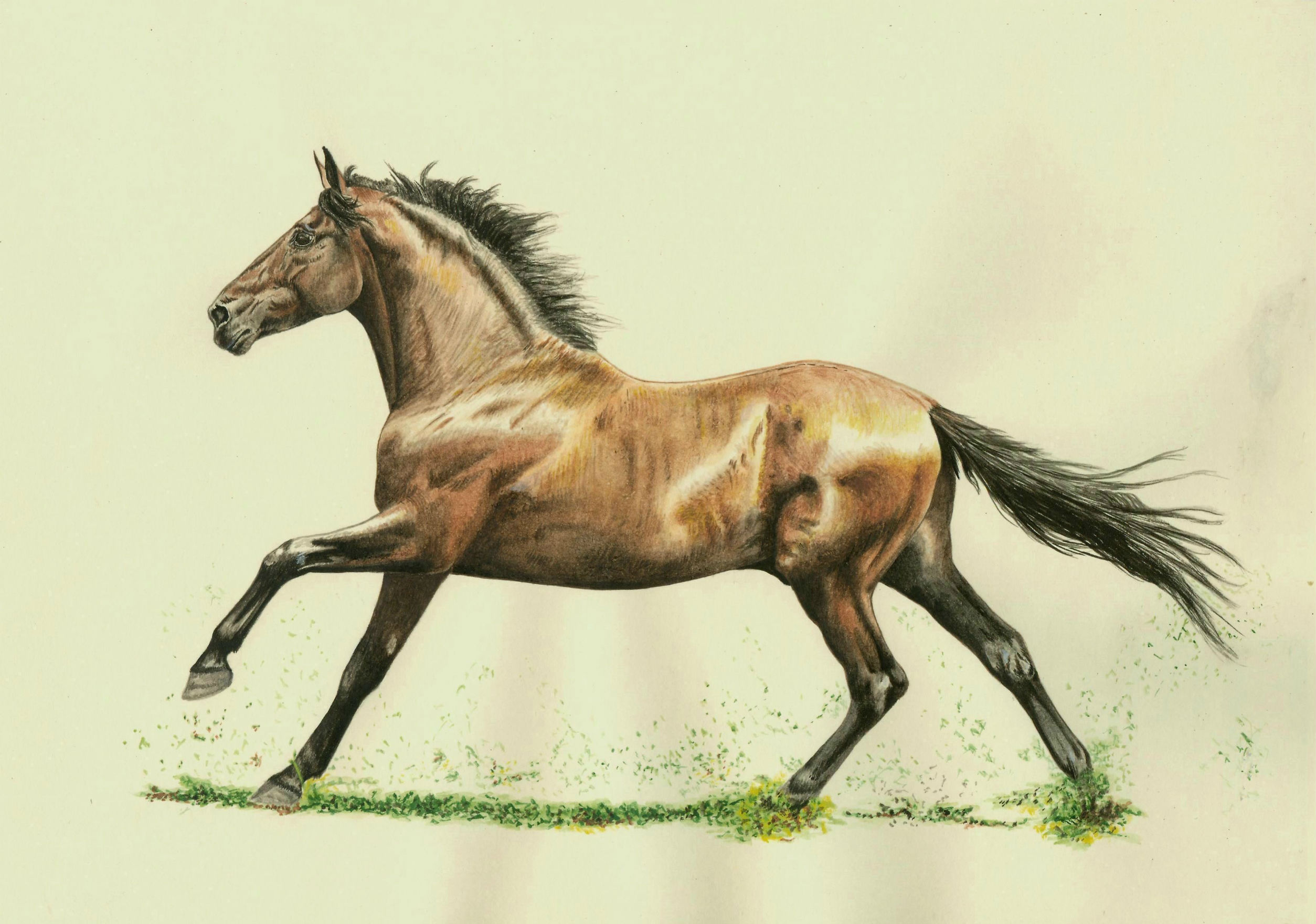 Лошадь в движении цветная