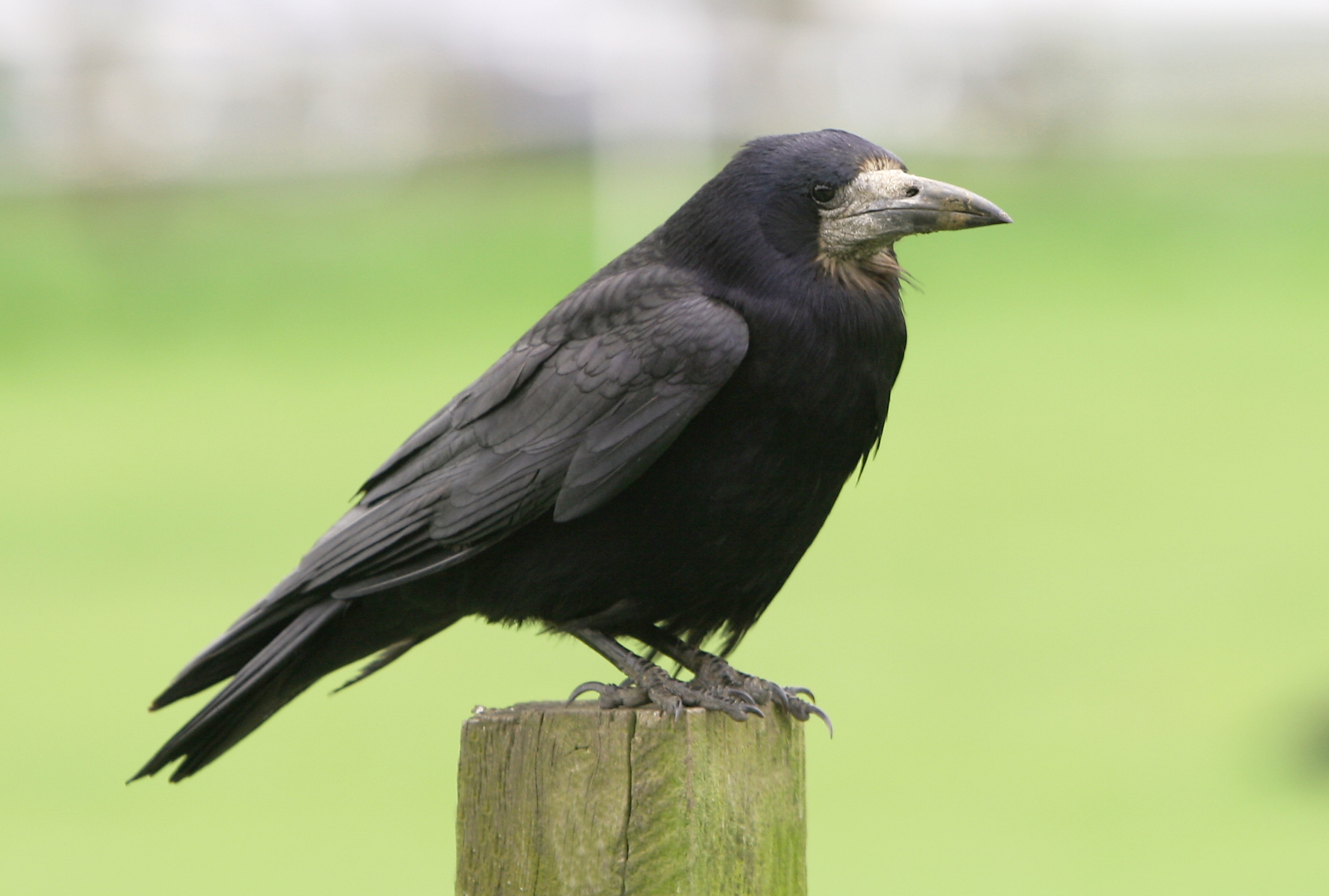 Crow full. Ворона. Ворон. Ворон фото. Старая ворона.