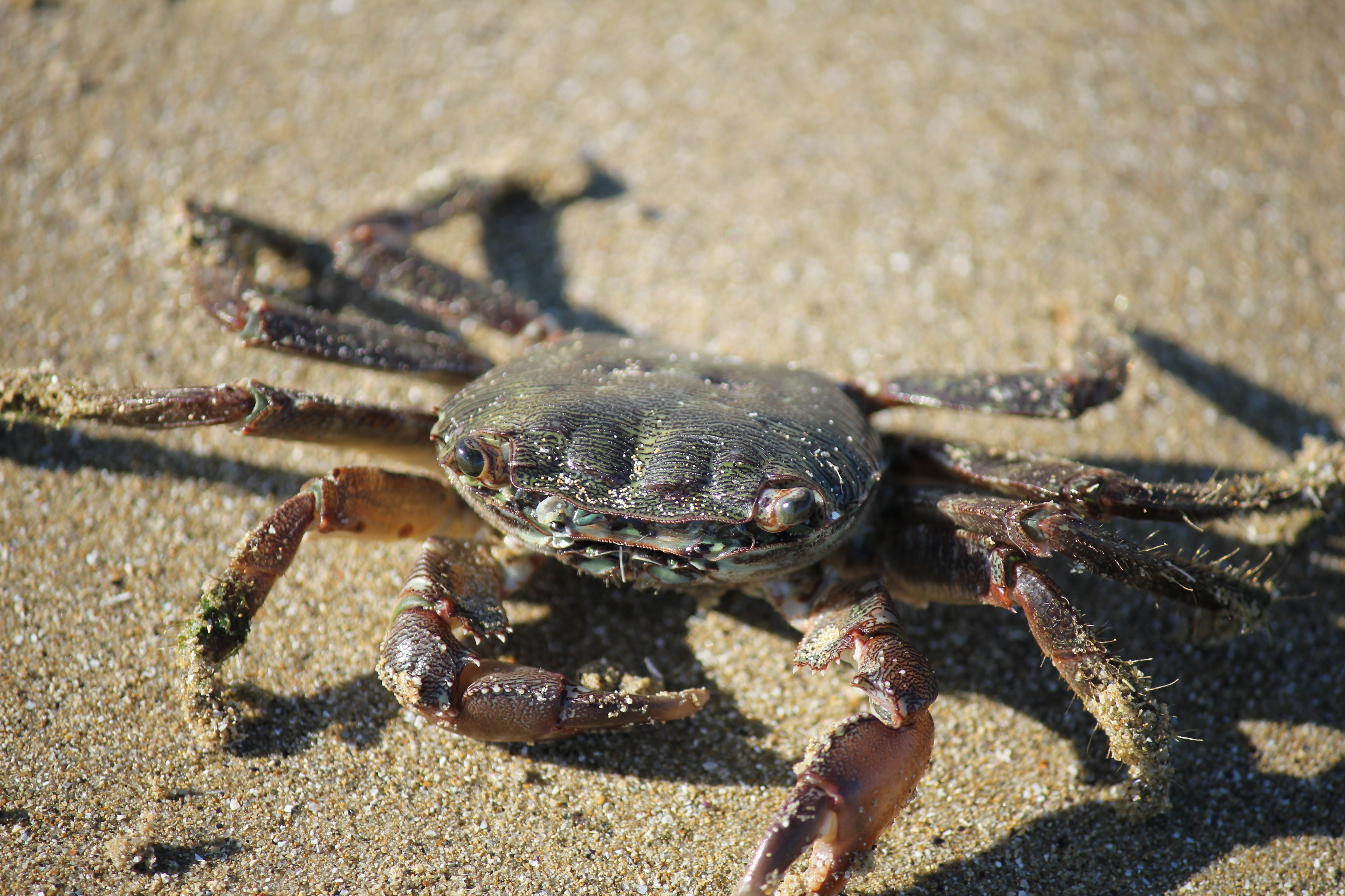 Download mobile wallpaper Claws, Crab, Animals, Sand for free.