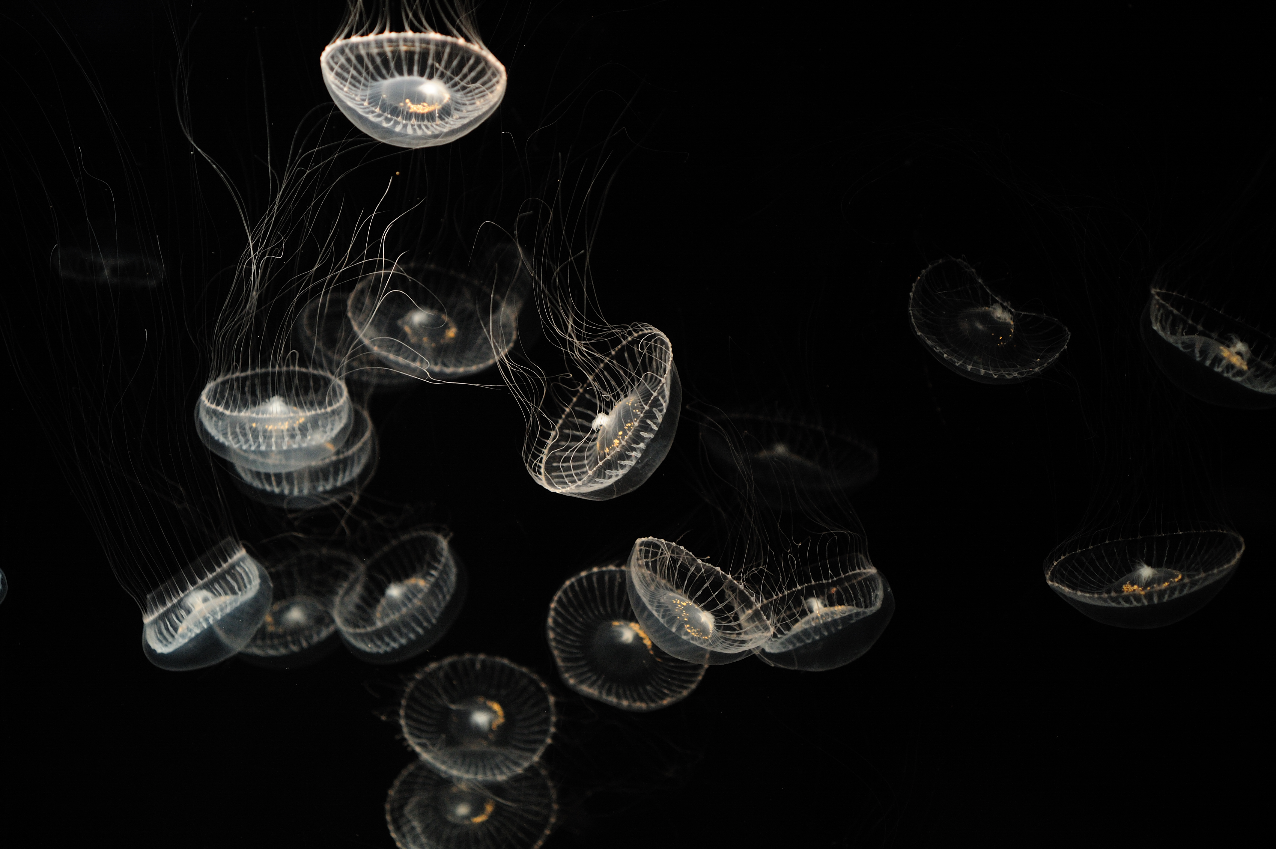 jellyfish, sea, creatures, white, animals, transparent Full HD