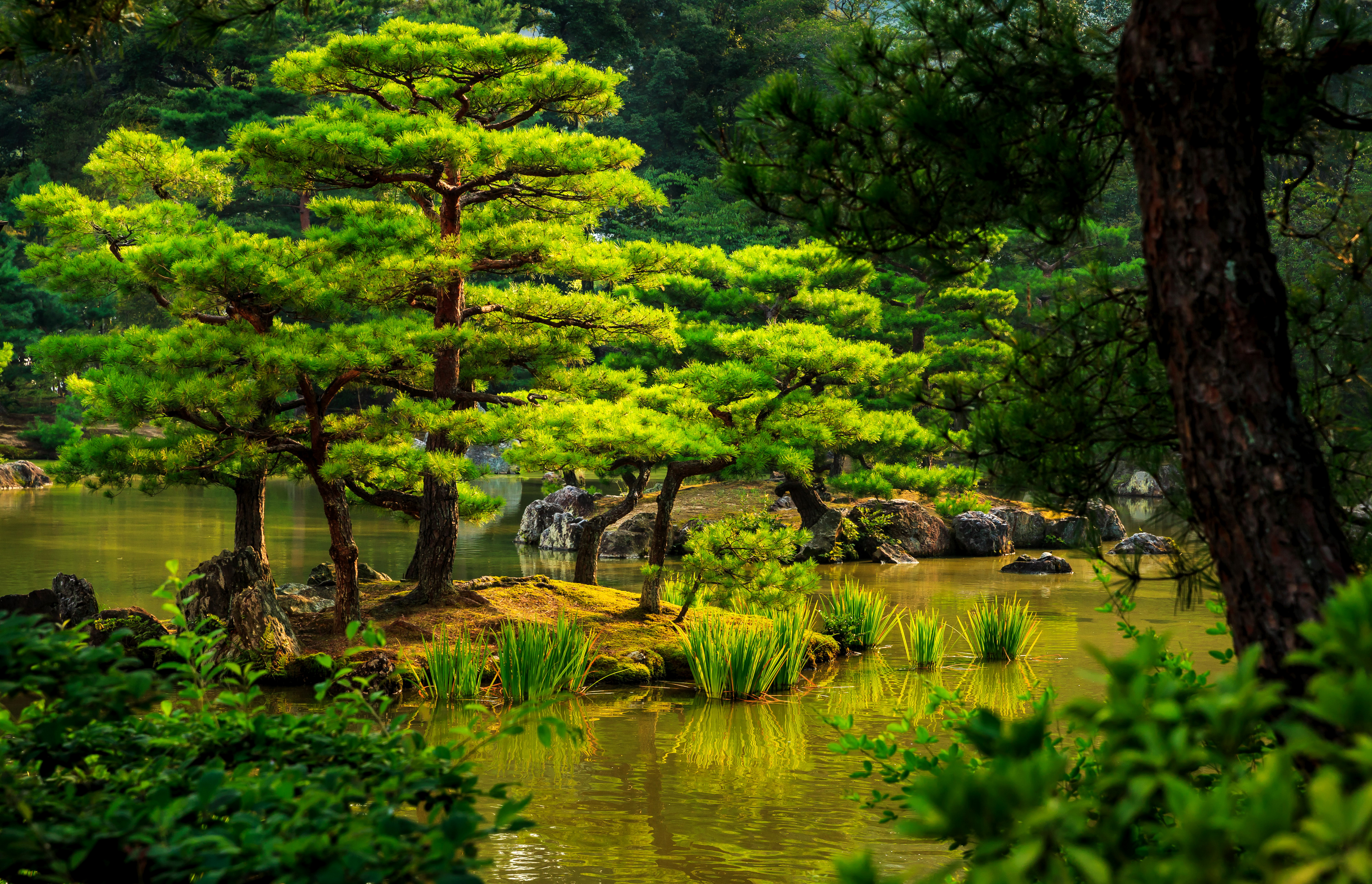746382 скачать обои пруд, сделано человеком, японский сад, сад, зеленый, дерево - заставки и картинки бесплатно