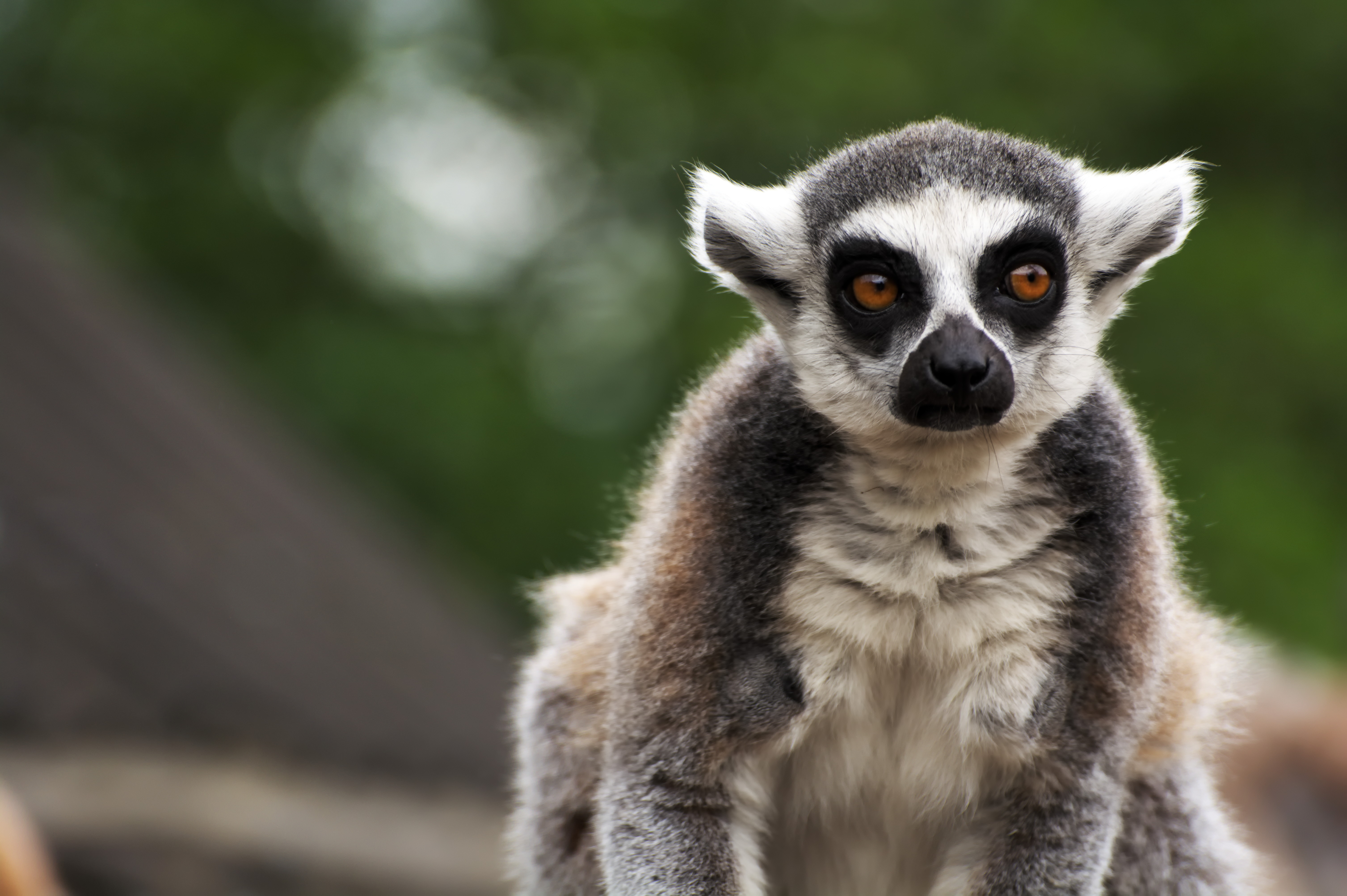 Download mobile wallpaper Opinion, Animals, Sight, Lemur, Animal, Focus, Funny for free.