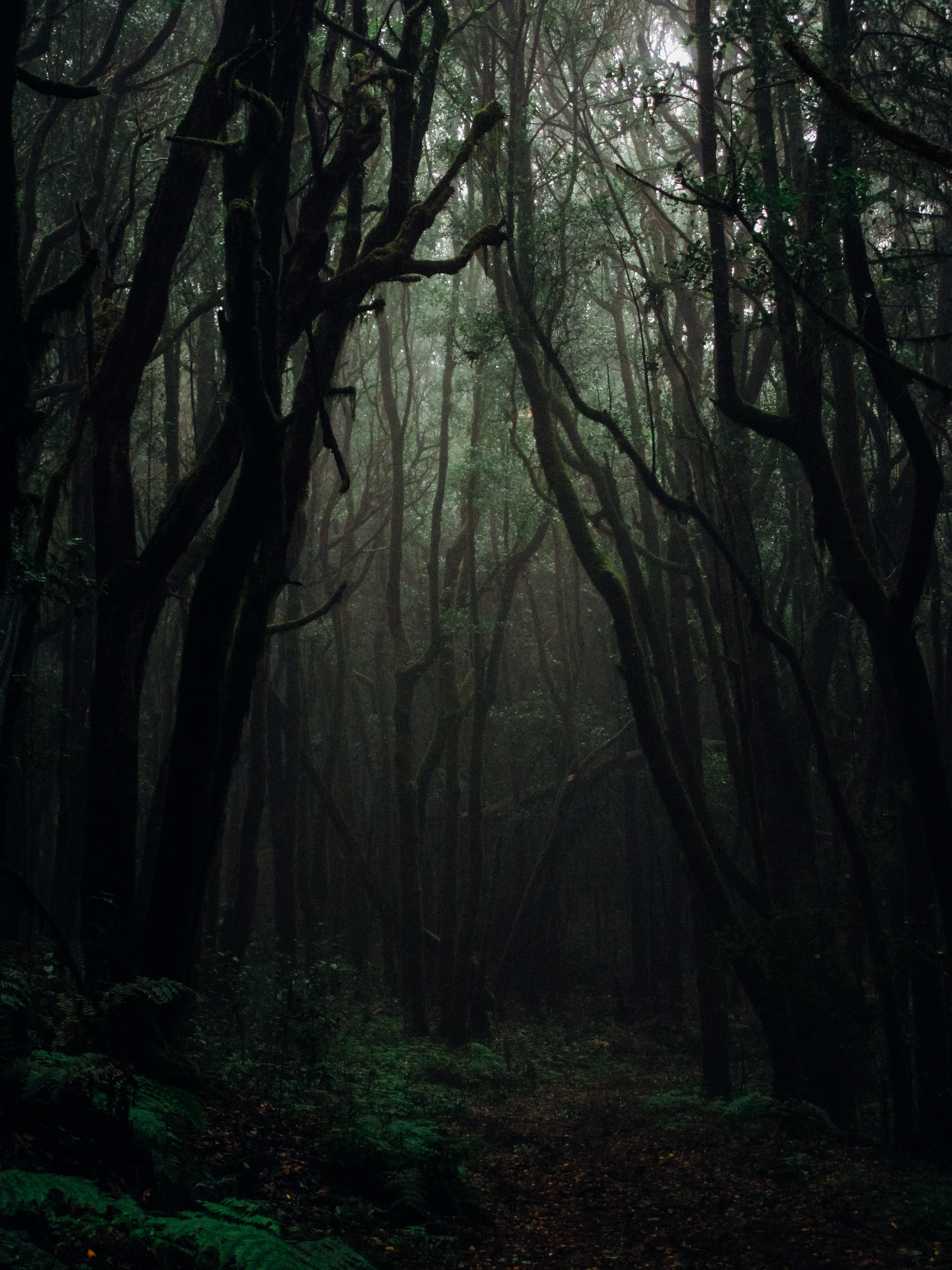 145053 Hintergrundbild herunterladen dunkel, nebel, wald, natur, bäume, herbst, geäst, zweige, düster, düsteren - Bildschirmschoner und Bilder kostenlos