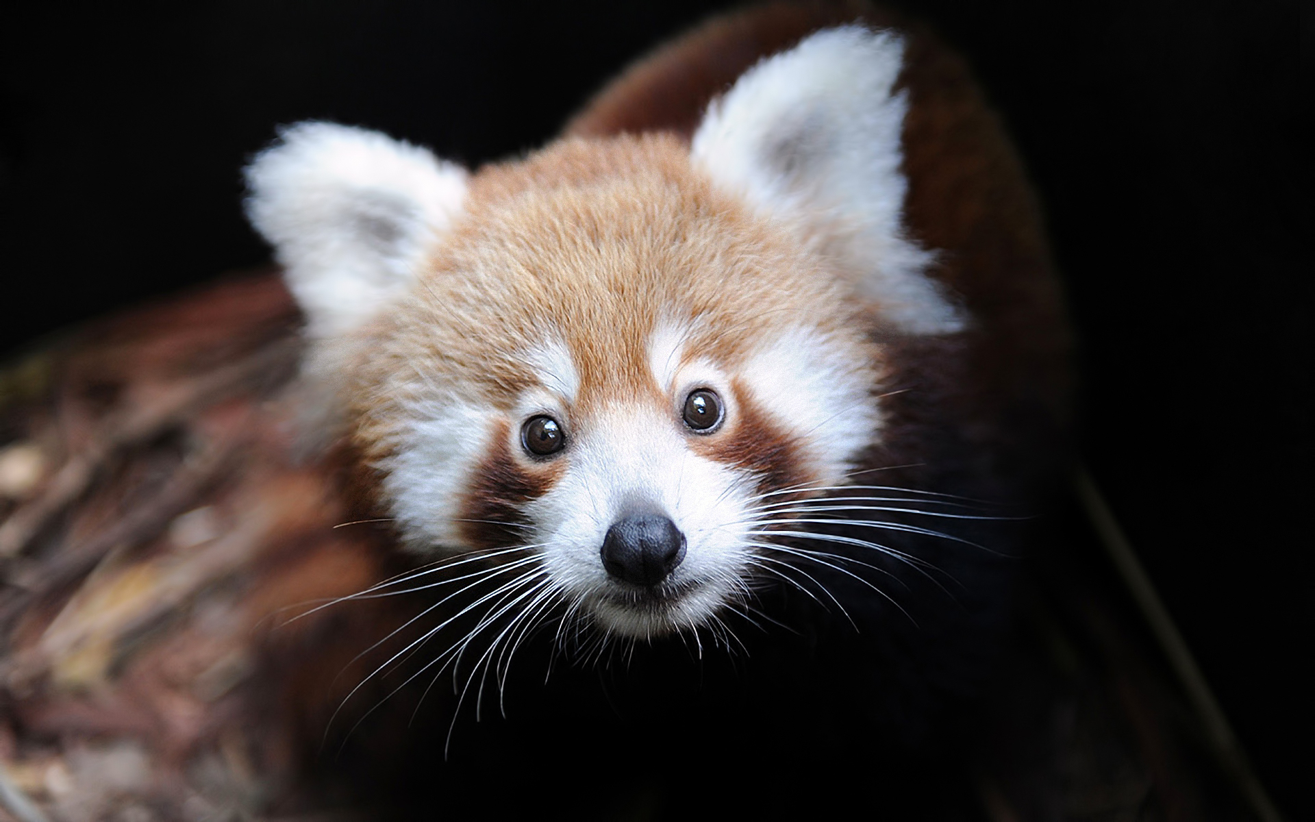 225341 Bild herunterladen tiere, kleiner panda - Hintergrundbilder und Bildschirmschoner kostenlos
