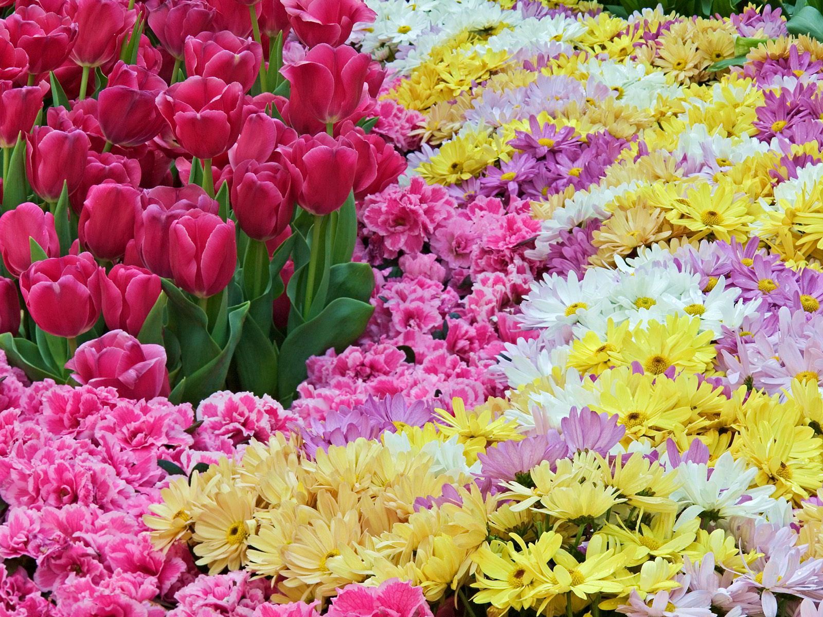 102578 скачать обои хризантемы, гвоздики, тюльпаны, цветы, ковер - заставки и картинки бесплатно