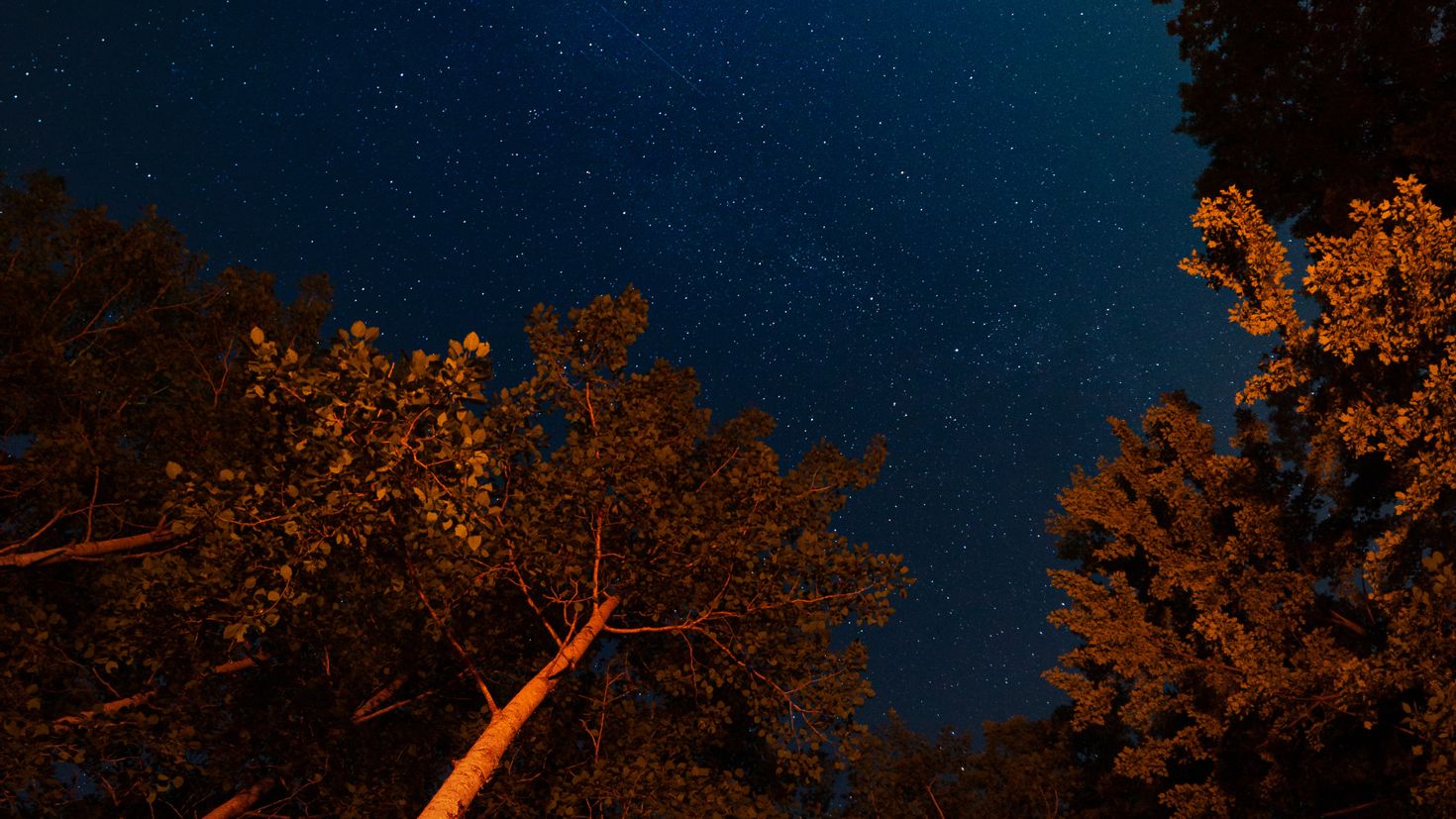 Фото ночного дерева
