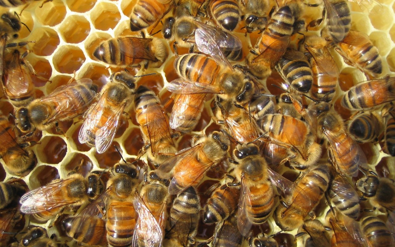 bee hive, bee, animal 4K Ultra