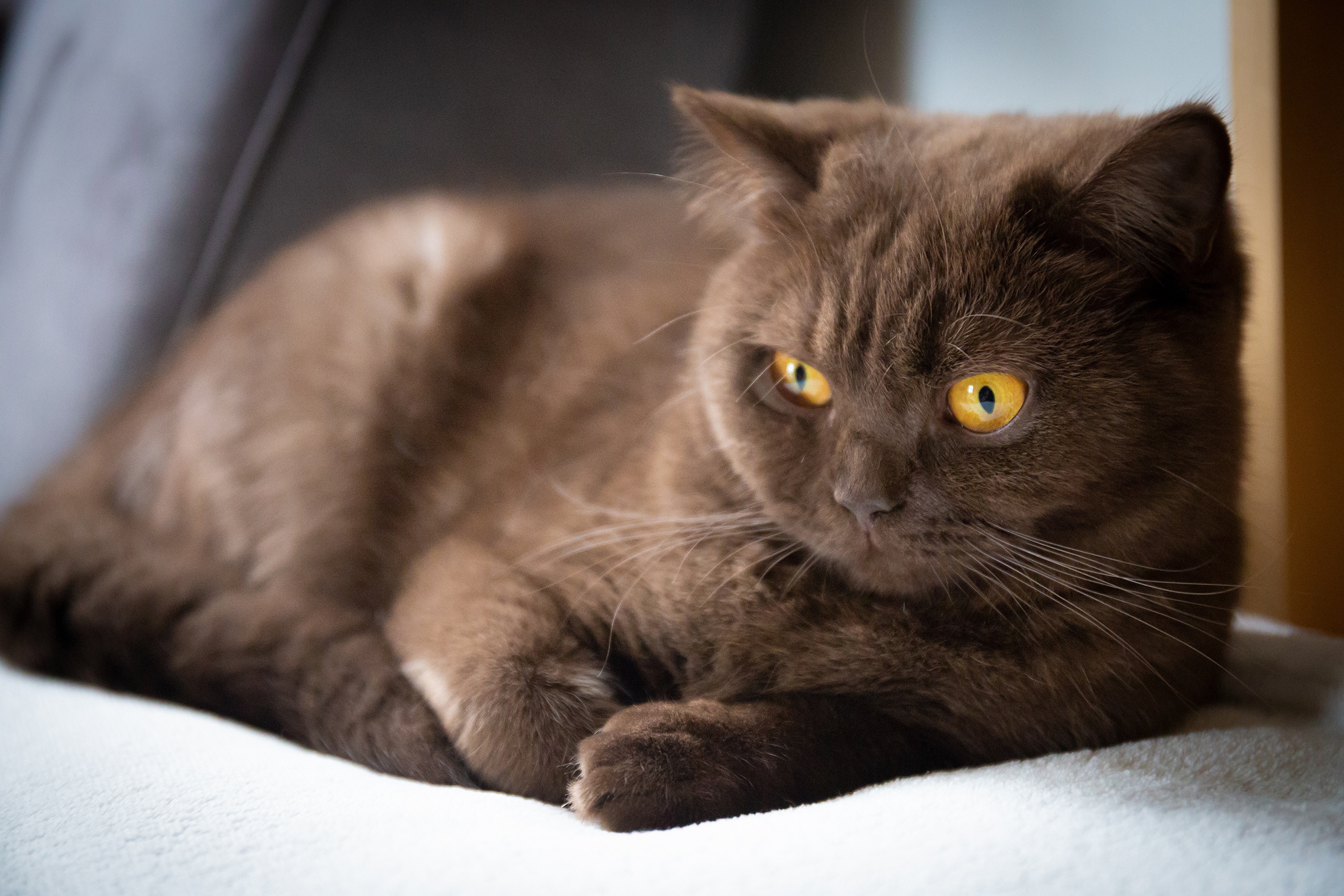 Британская короткошёрстная кошка коричневая кошка