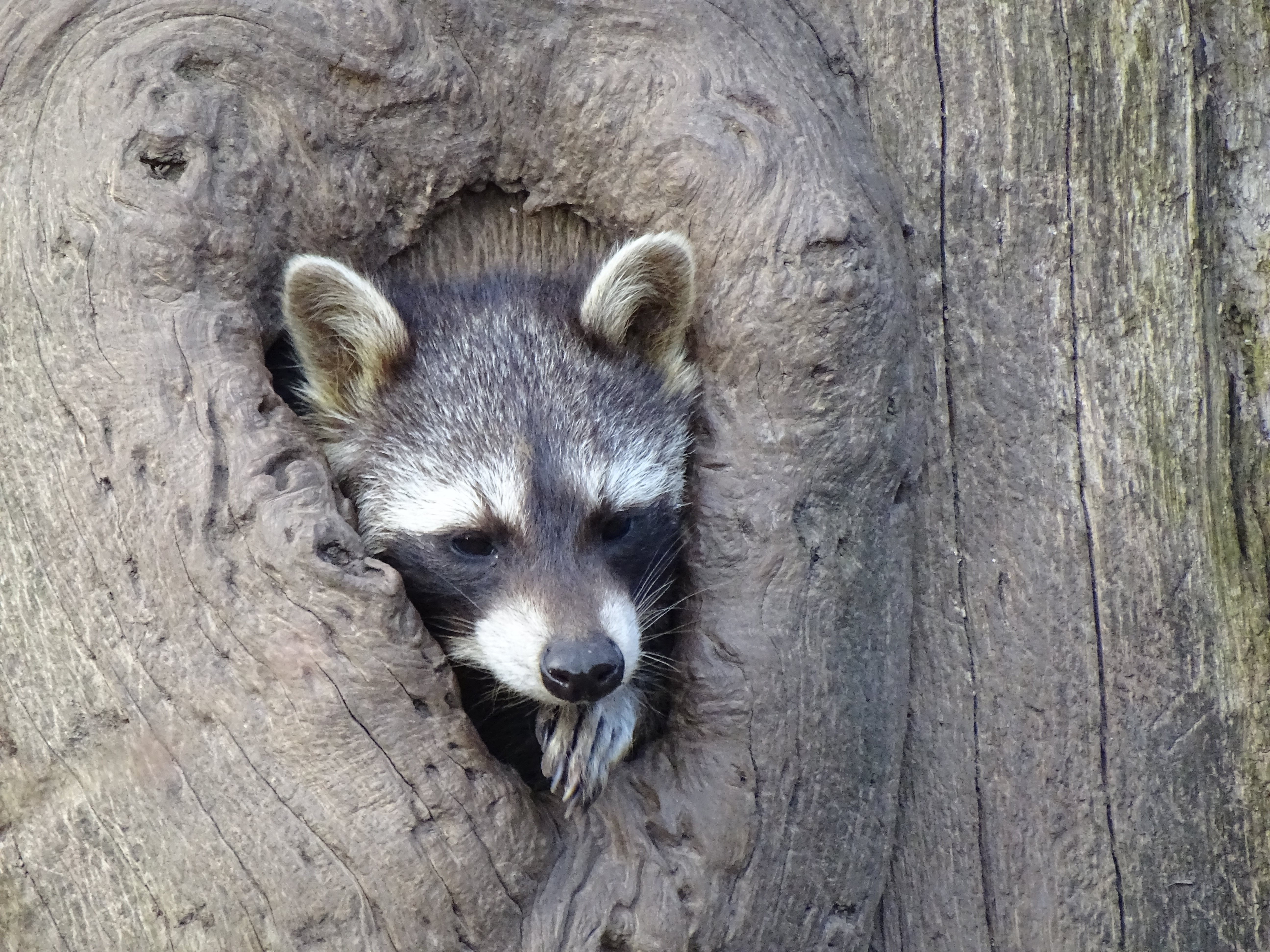 Free HD animals, wood, tree, muzzle, striped, hollow, raccoon