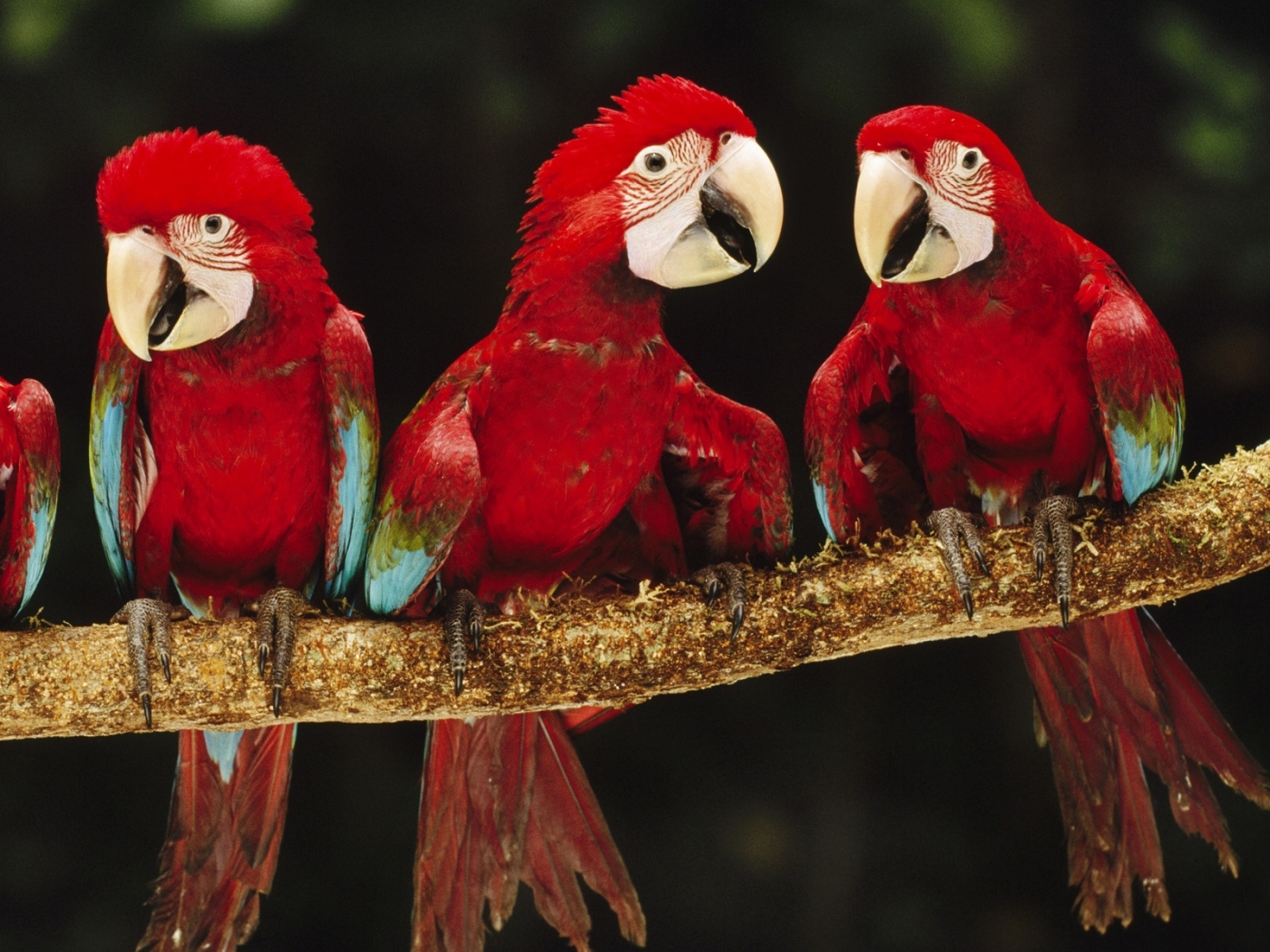 Baixar papel de parede para celular de Papagaios, Animais, Aves gratuito.