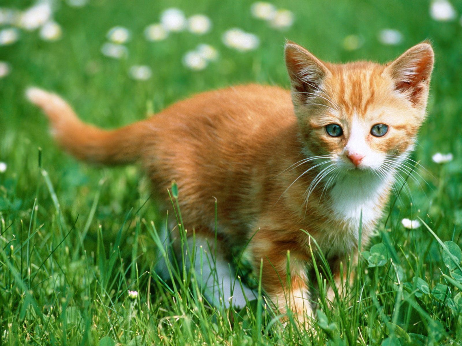 animals, grass, kitty, kitten, color, stroll Desktop home screen Wallpaper
