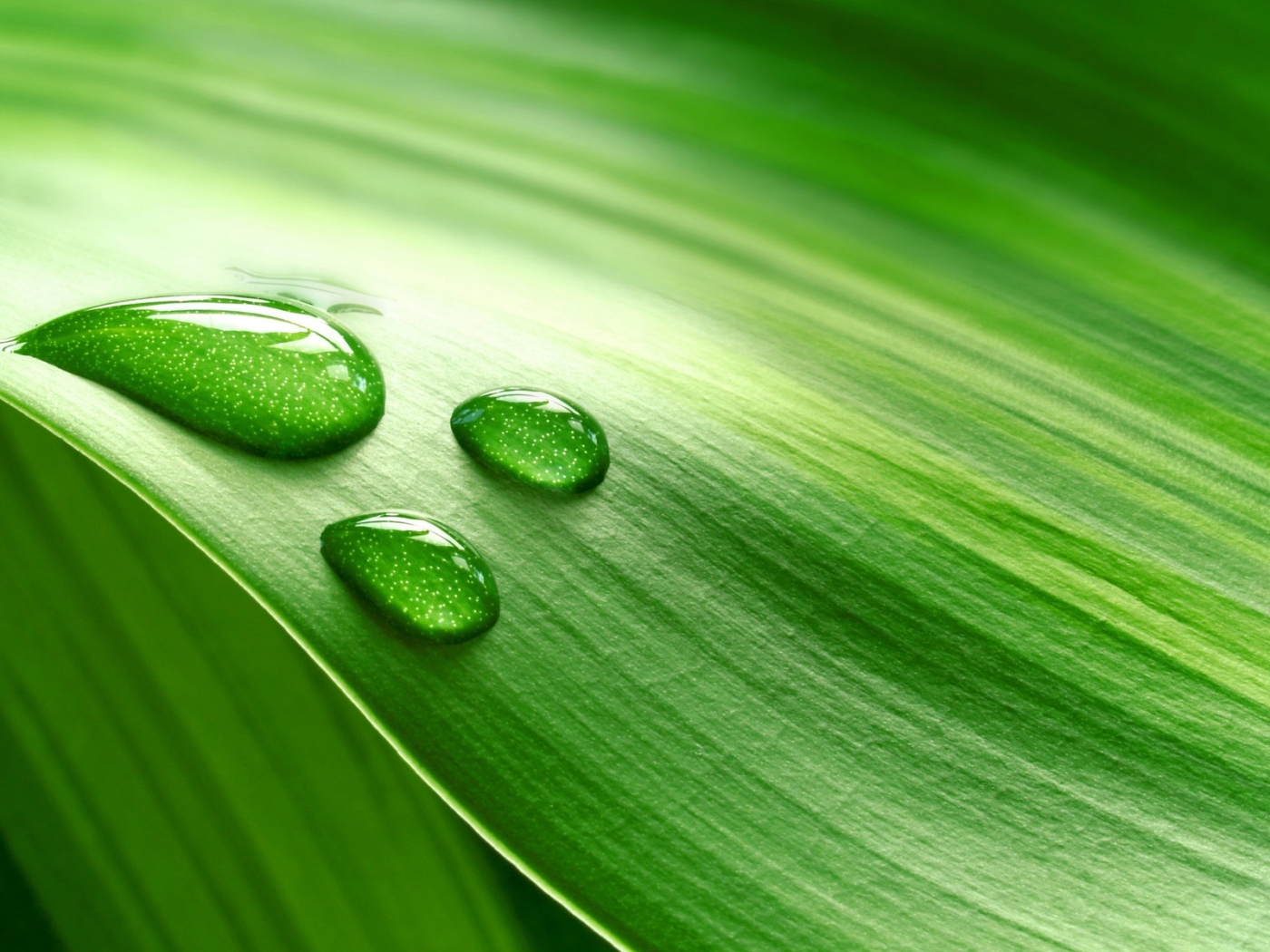 29412 free download Green wallpapers for phone,  Green images and screensavers for mobile