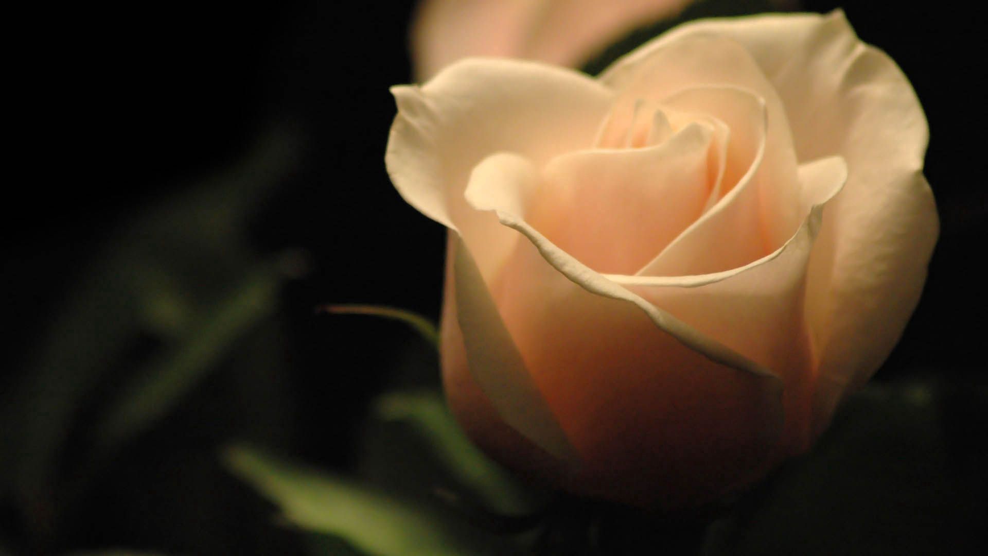 Laden Sie das Makro, Licht, Schatten, Rose, Blütenblätter, Hell Gefärbt-Bild kostenlos auf Ihren PC-Desktop herunter