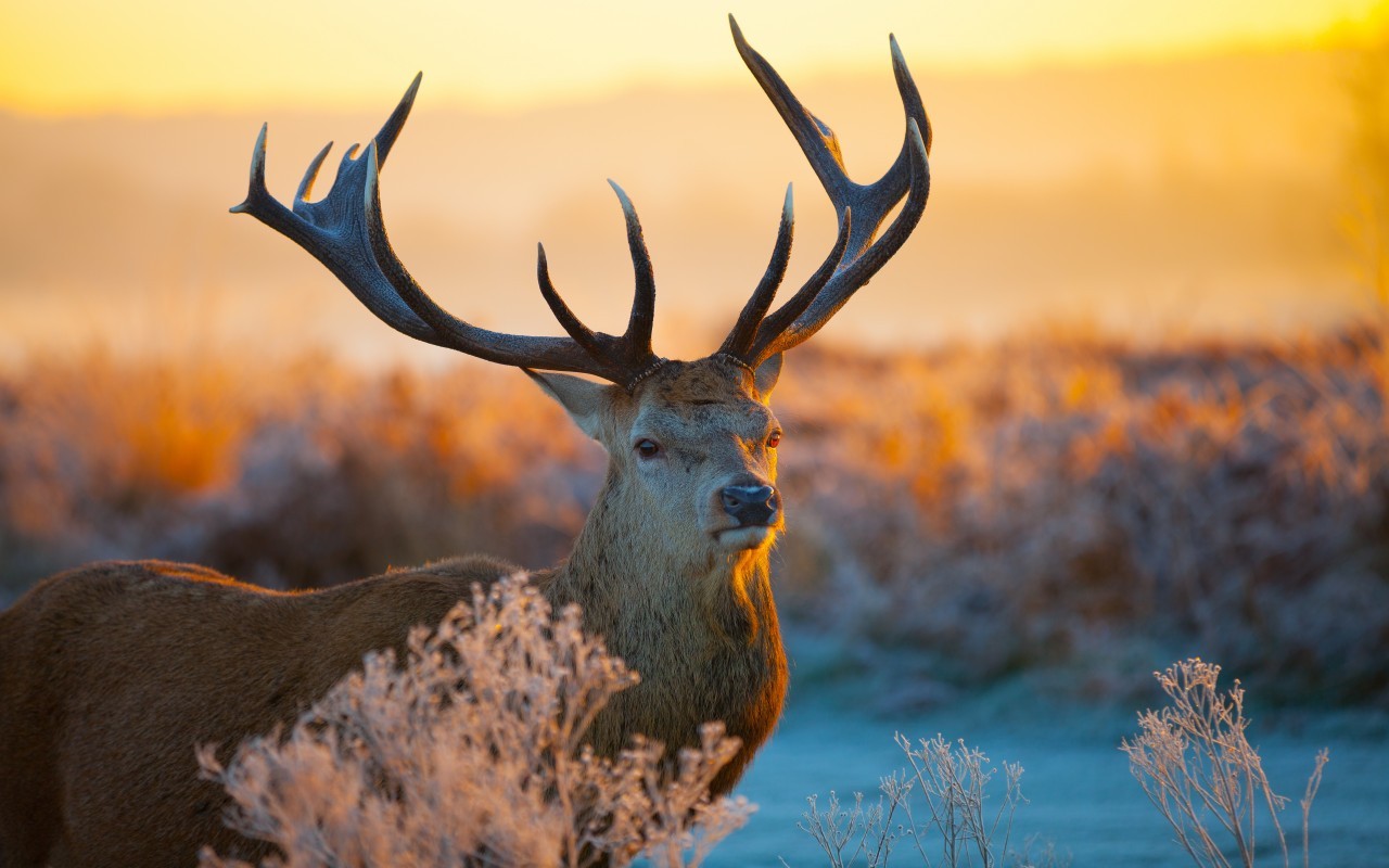 animals, winter, sunset, deers HD wallpaper