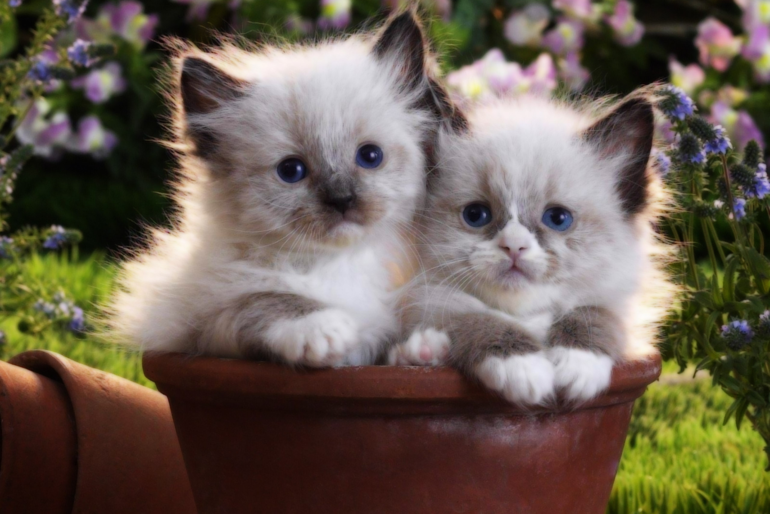 Милые котики фото на обои на телефон