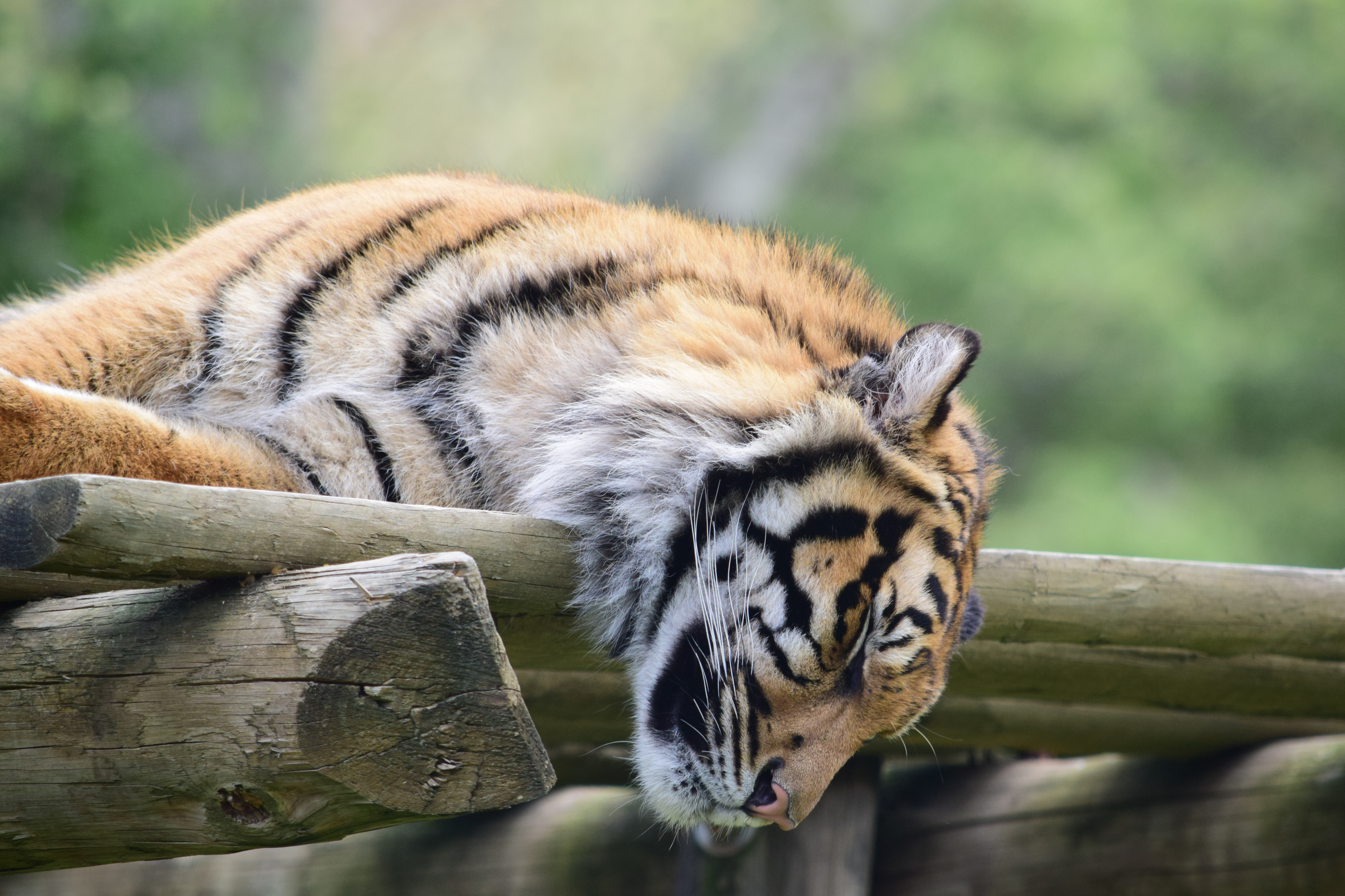 151115 descargar imagen animales, bozal, depredador, tigre, dormir, soñar: fondos de pantalla y protectores de pantalla gratis