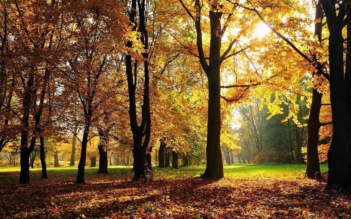 Скачать картинку Пейзаж, Деревья, Осень в телефон бесплатно.