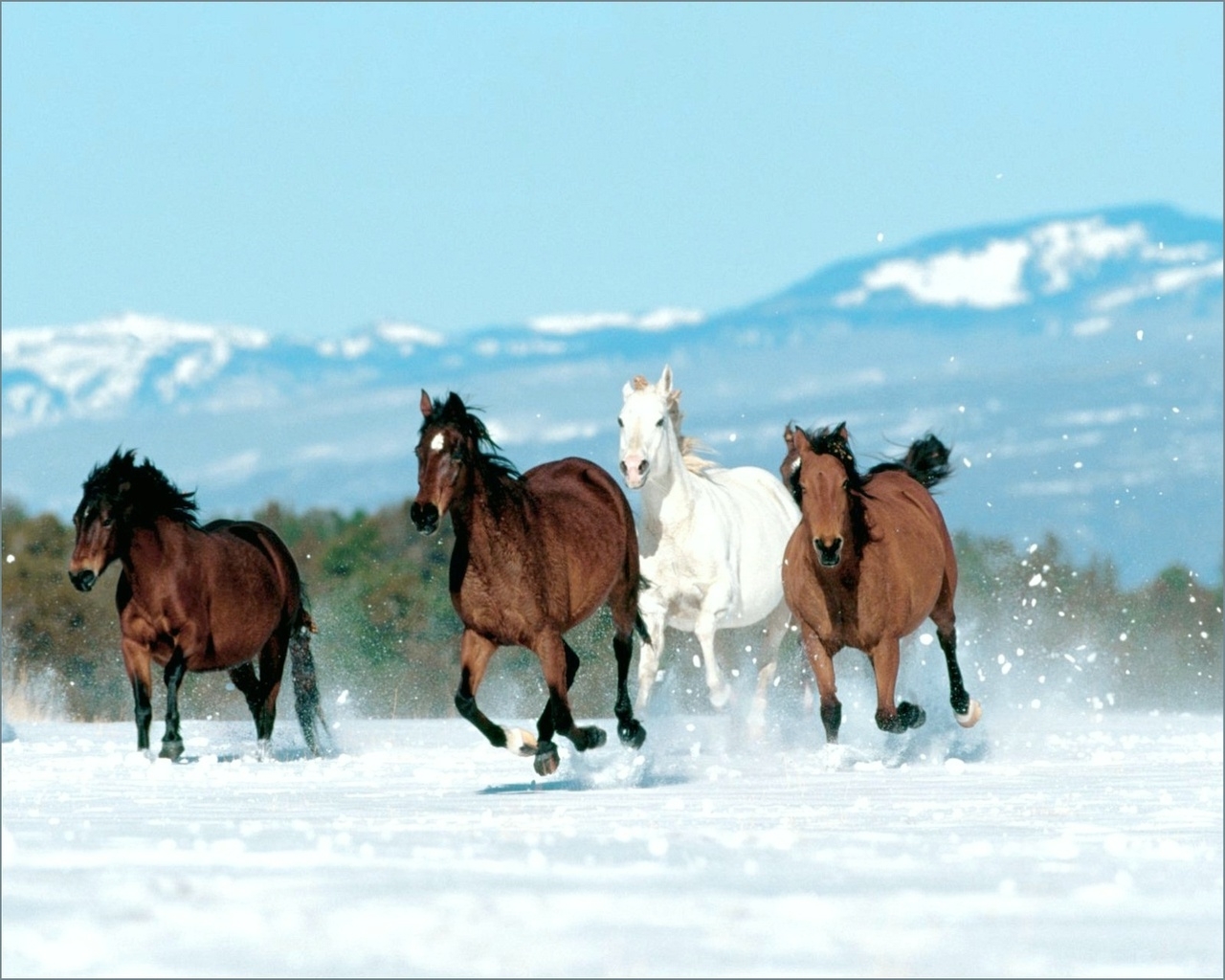 2535 Hintergrundbild herunterladen pferde, tiere, winter, türkis - Bildschirmschoner und Bilder kostenlos