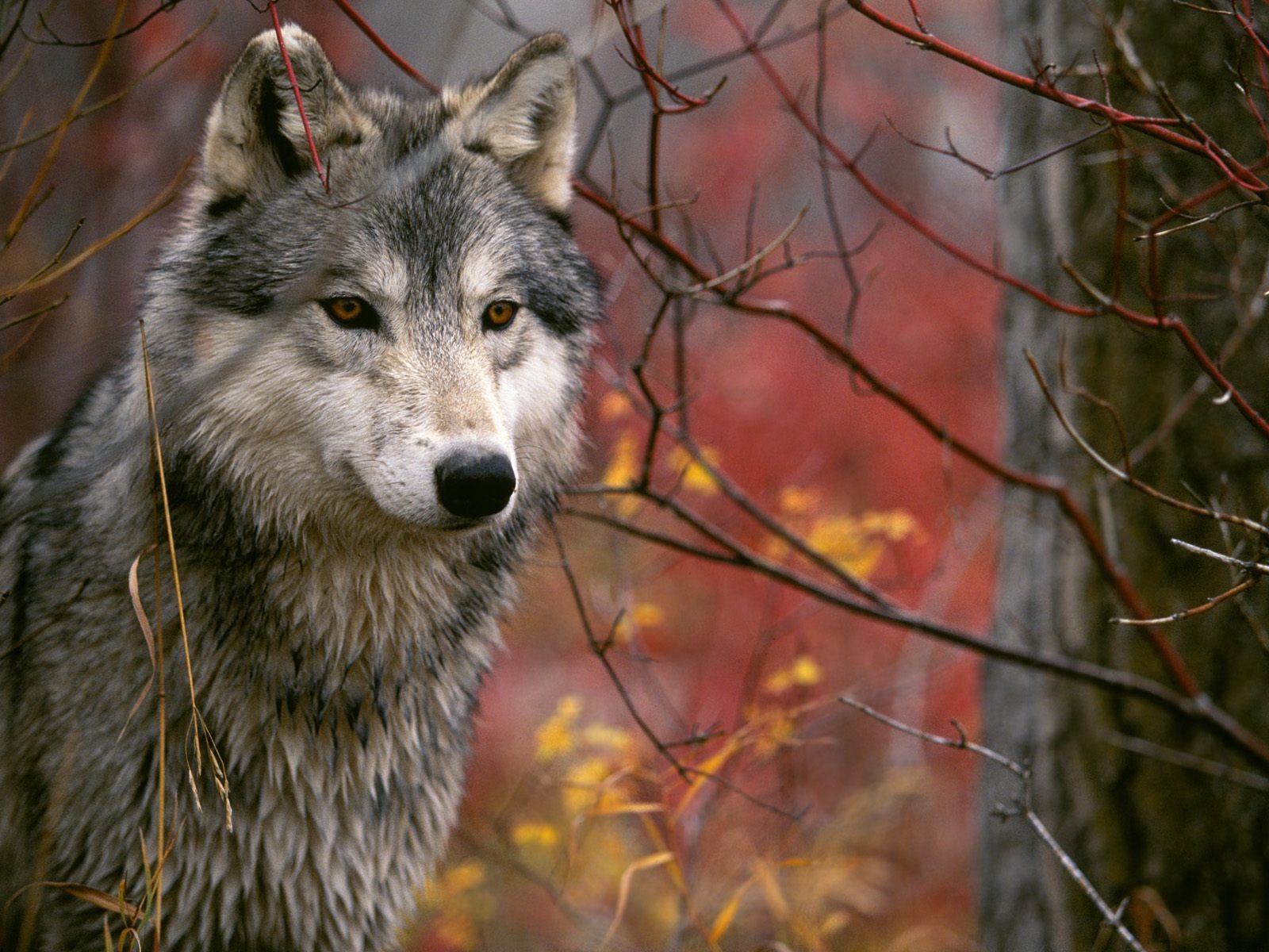 HD wallpaper wolf, animal, wolves