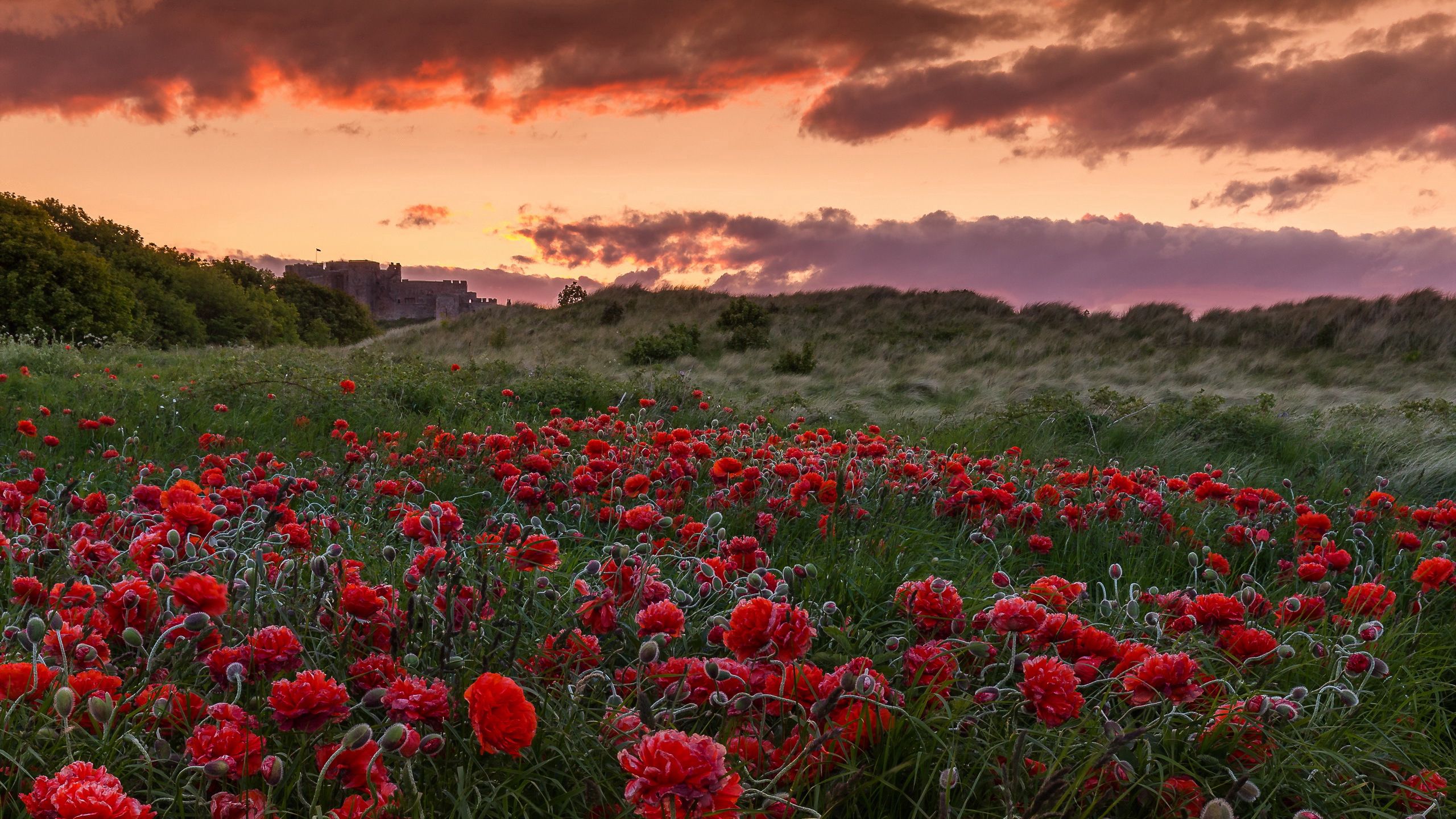Download mobile wallpaper Field, Nature, Sunset, Poppies, Flowers for free.