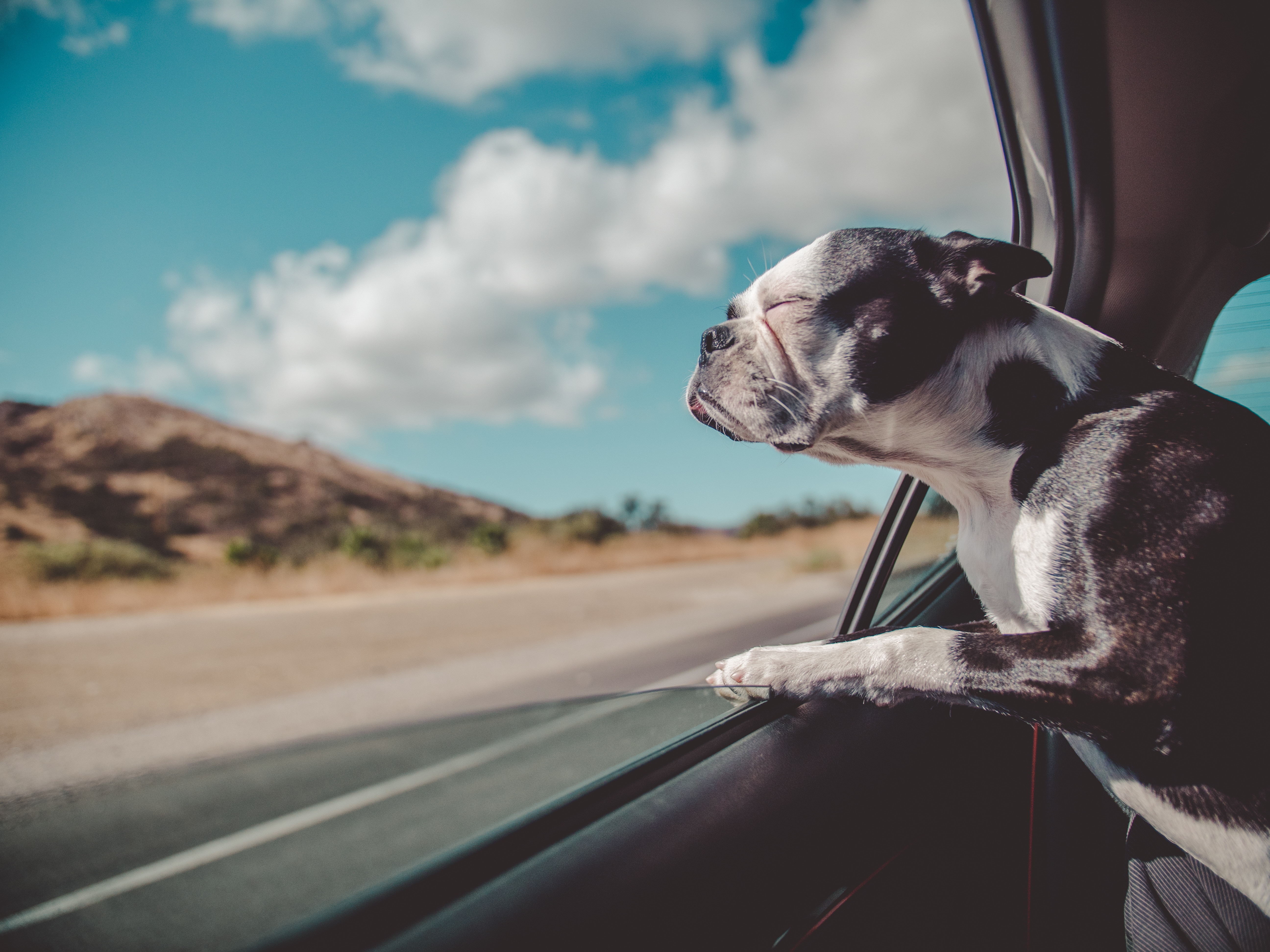 Handy-Wallpaper Hund, Herausschauen, Achtung, Tiere, Fenster, Französische Bulldogge, Reise kostenlos herunterladen.