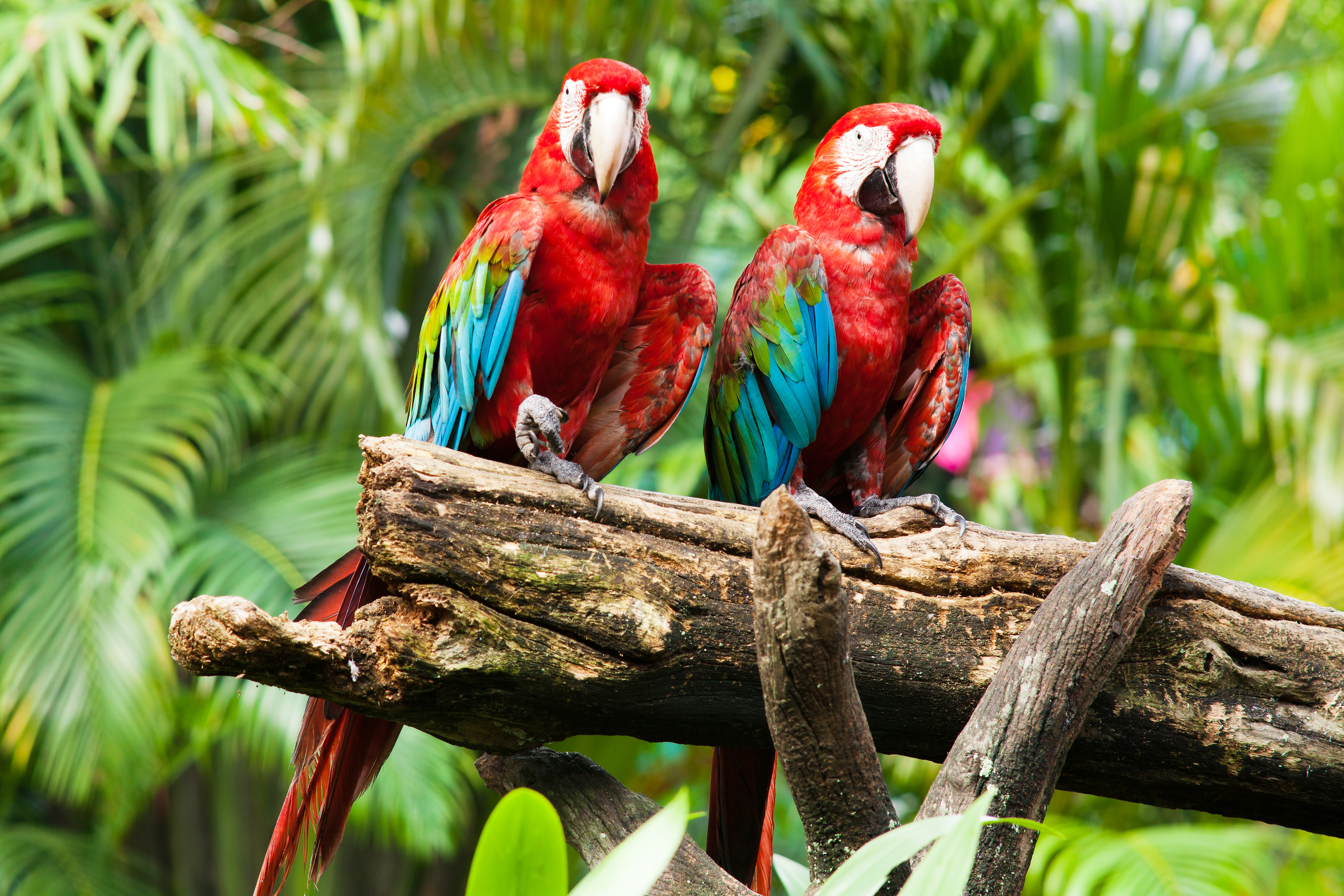animal, red and green macaw, birds cellphone