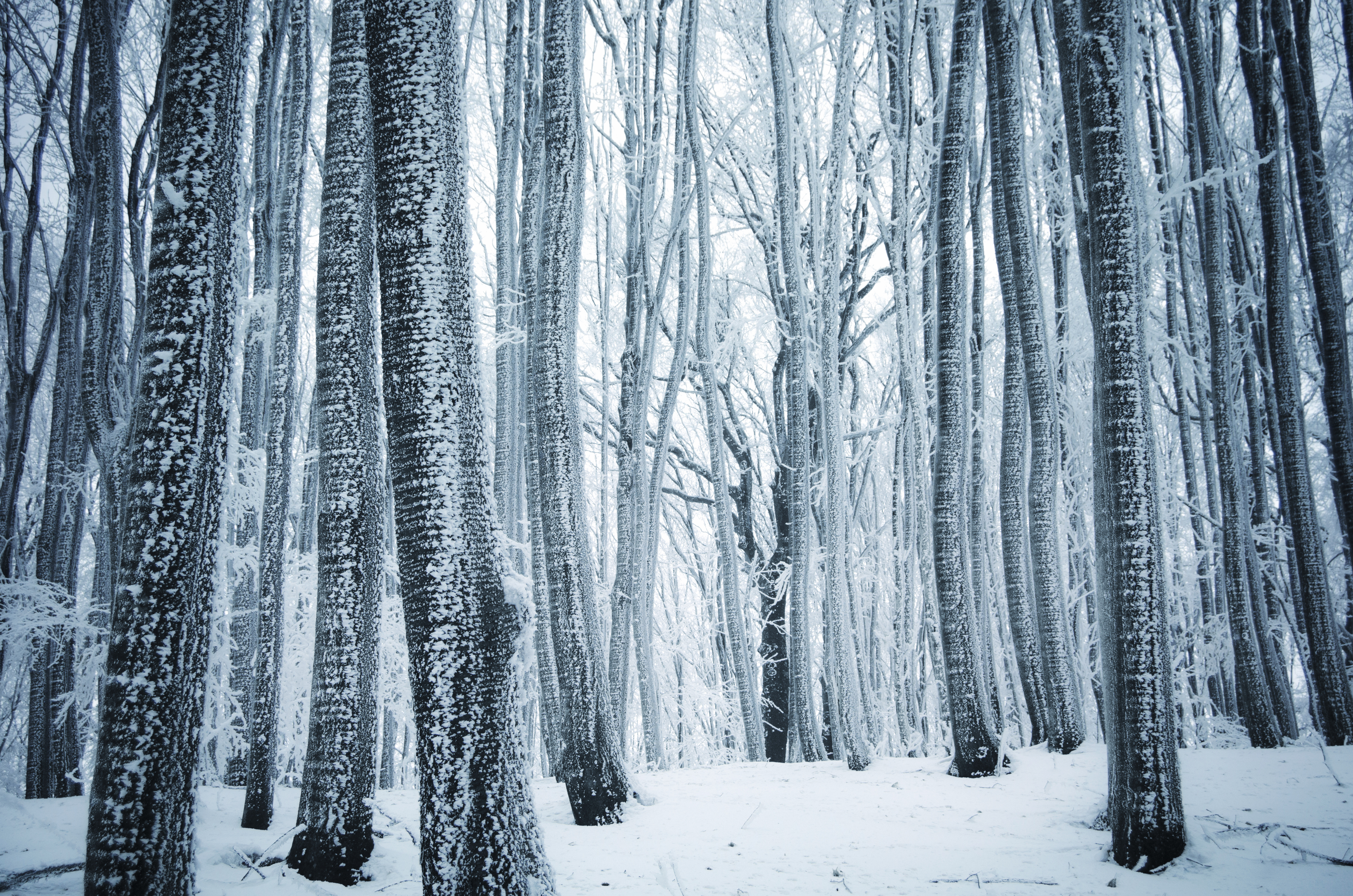 Деревья в зимнем лесу