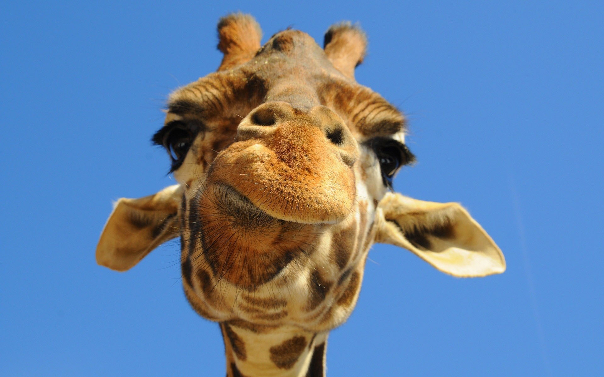 33711 télécharger le fond d'écran girafes, animaux - économiseurs d'écran et images gratuitement