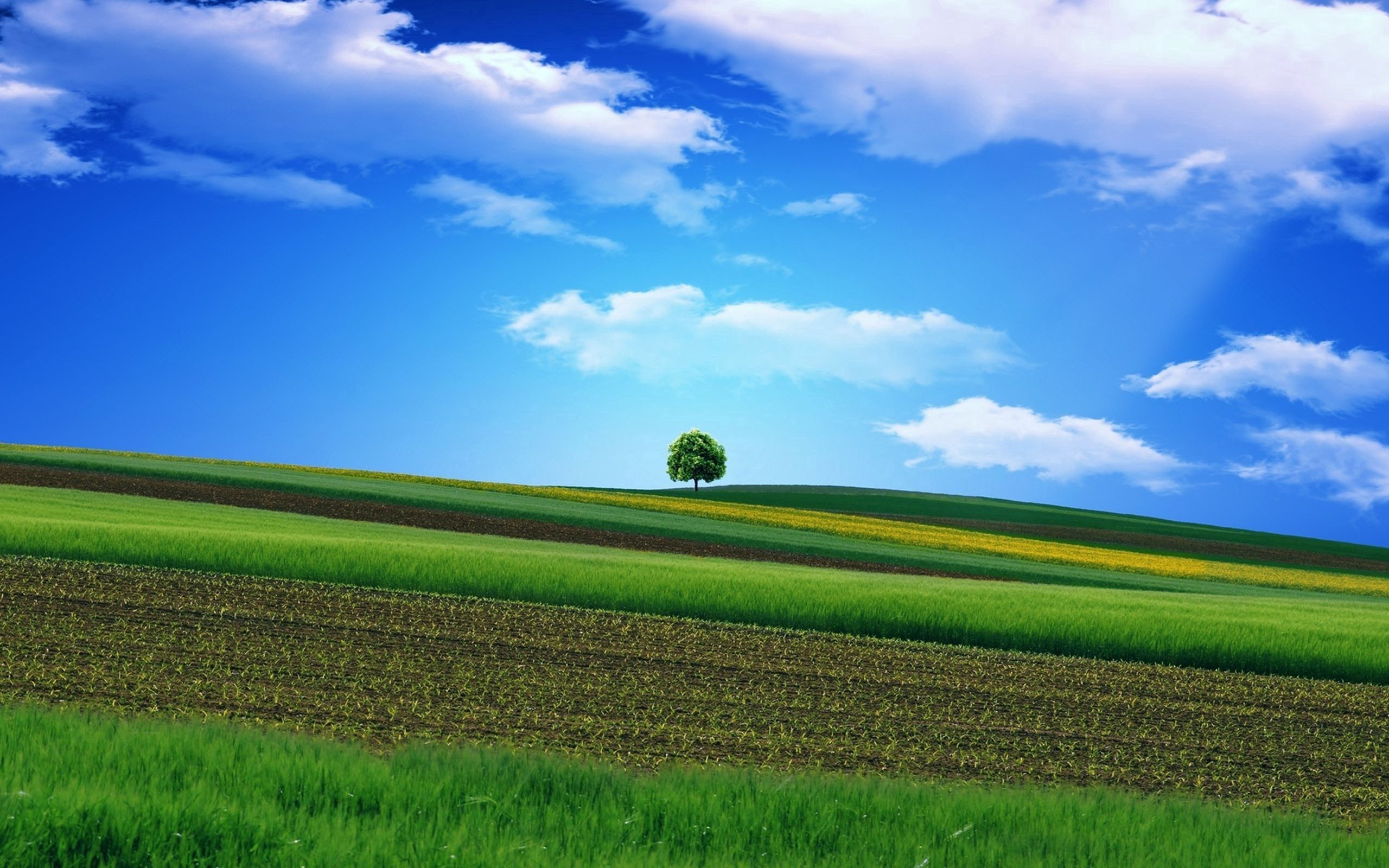 158007 Hintergrundbild herunterladen feld, natur, grass, sky, holz, baum, hübsch, es ist wunderschön - Bildschirmschoner und Bilder kostenlos