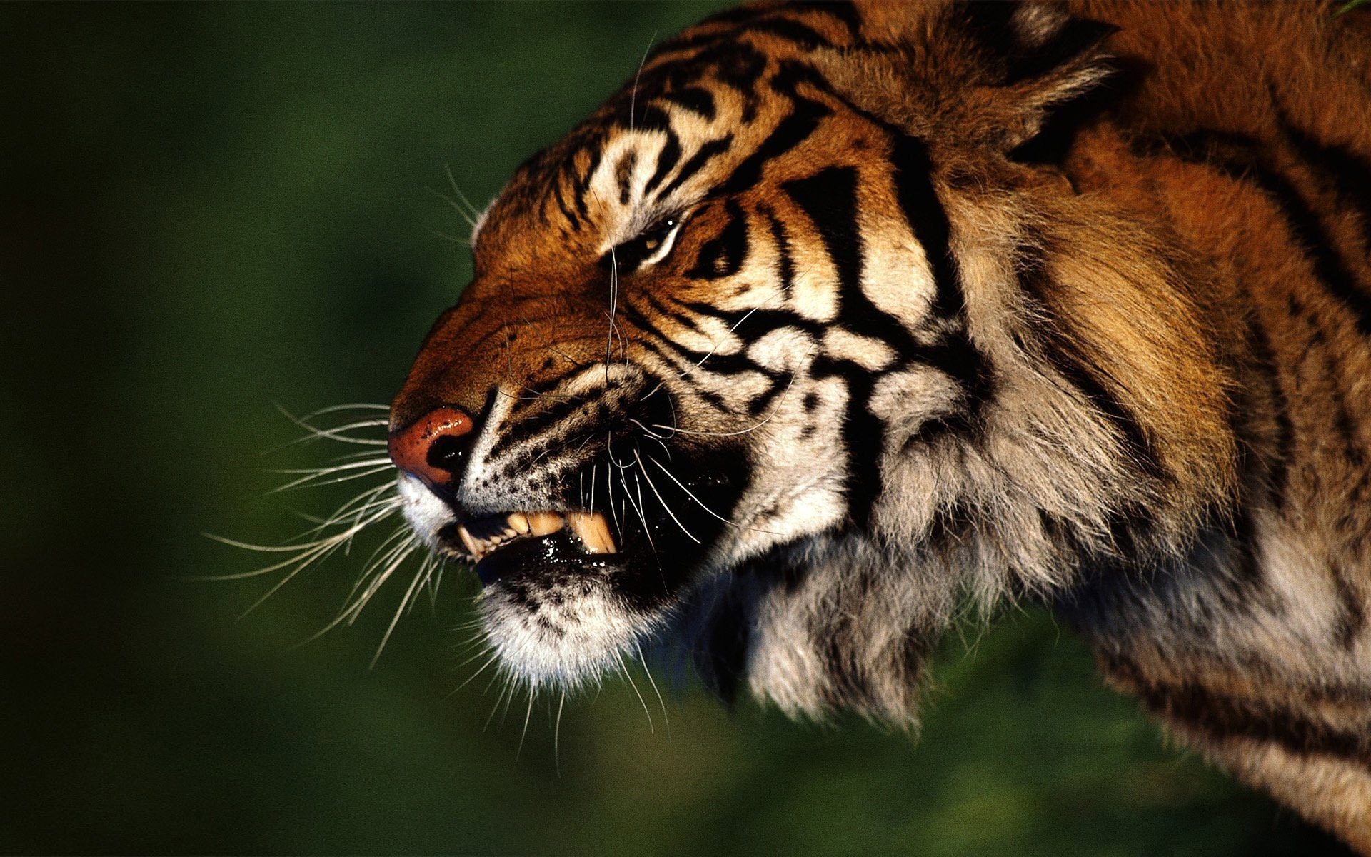 44463 Bild herunterladen tiere, tigers - Hintergrundbilder und Bildschirmschoner kostenlos