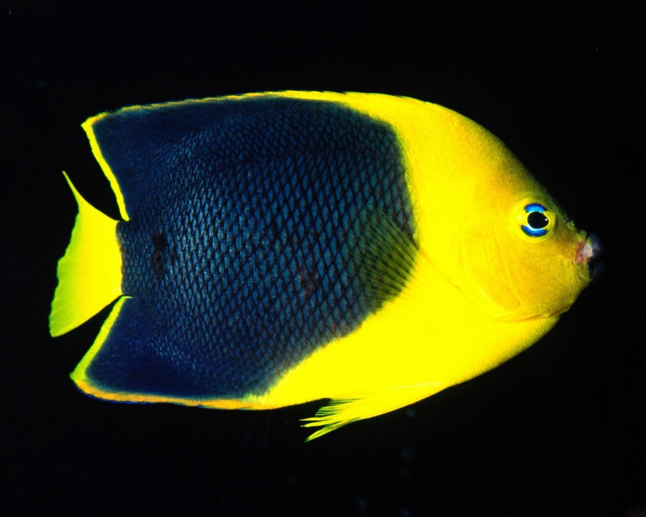 Центропиг сине-желтый