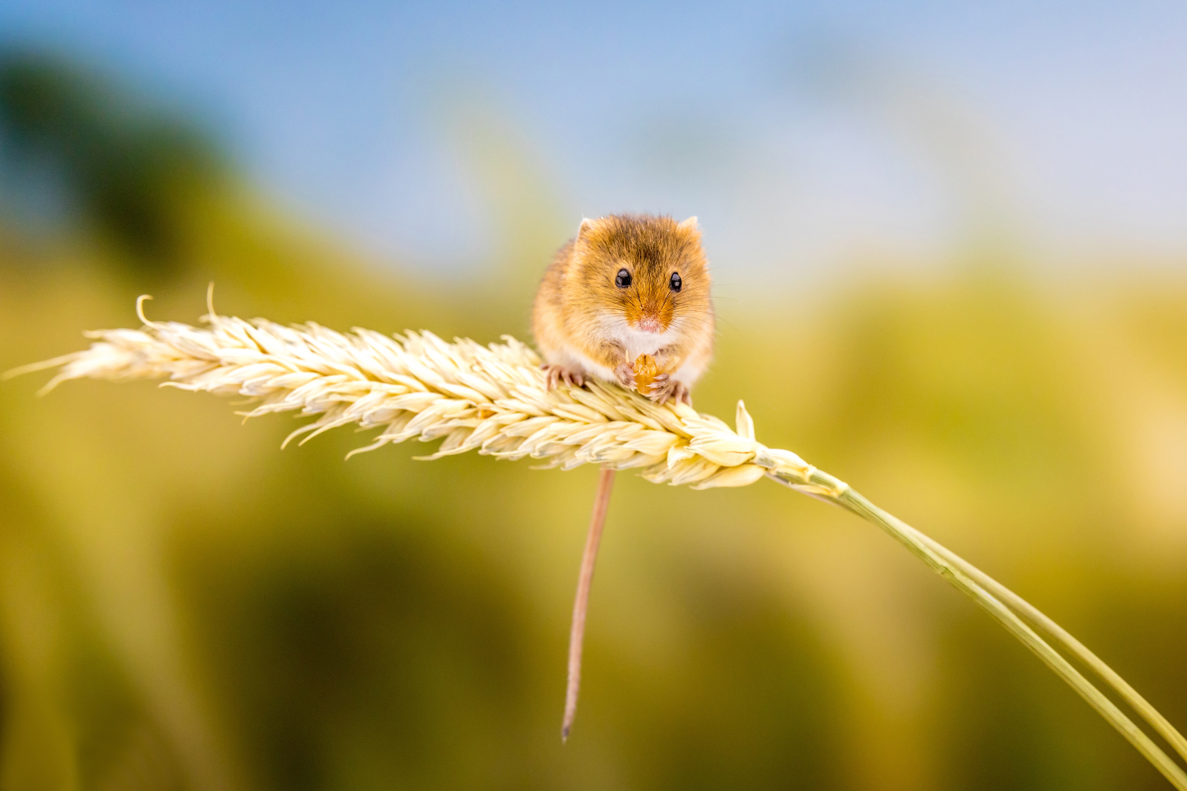 harvest mouse, animal, mouse
