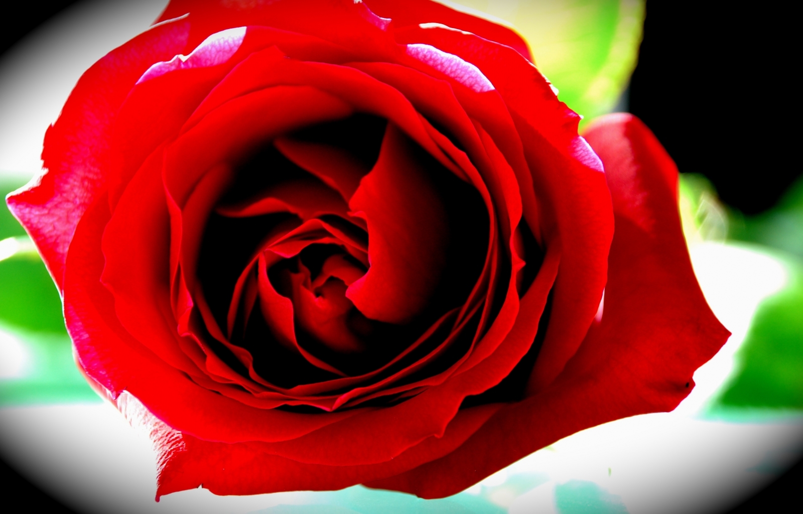 Descarga gratuita de fondo de pantalla para móvil de Roses, Flores, Plantas.