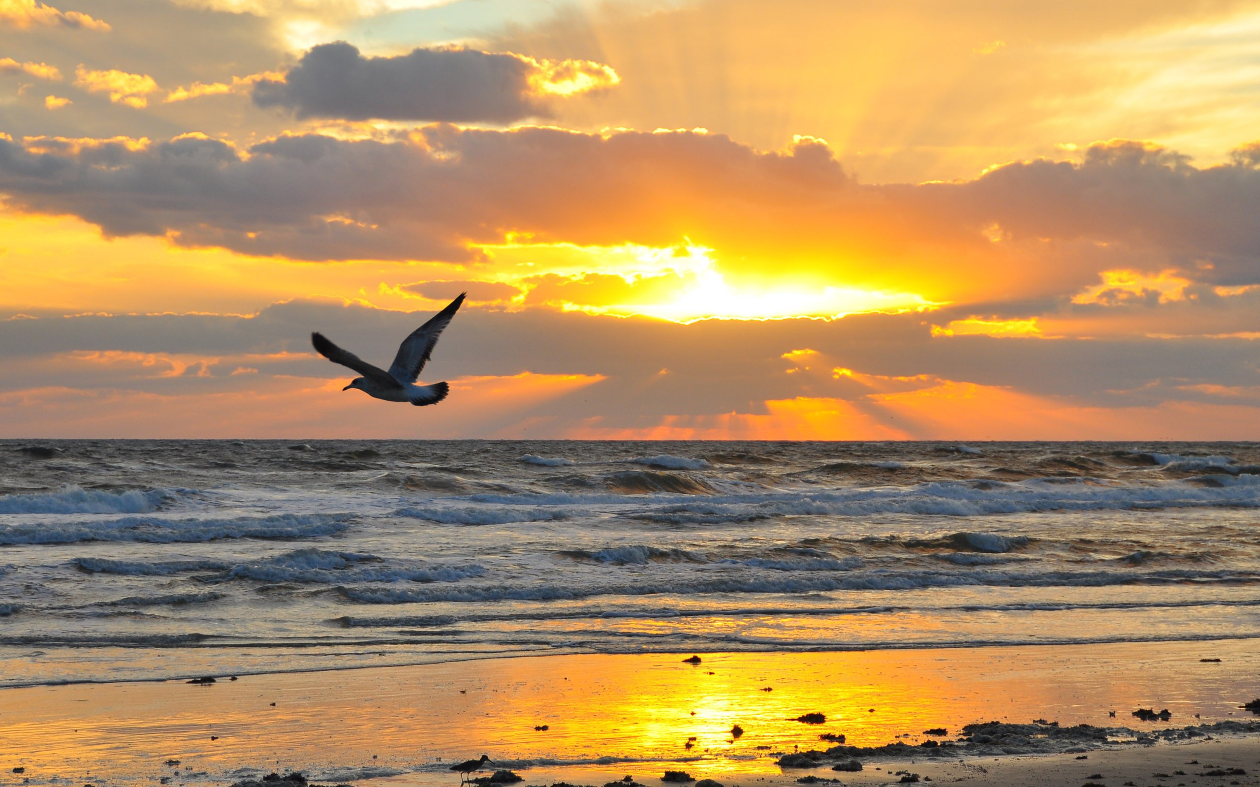 Download mobile wallpaper Sunset, Seagulls, Sea, Landscape for free.