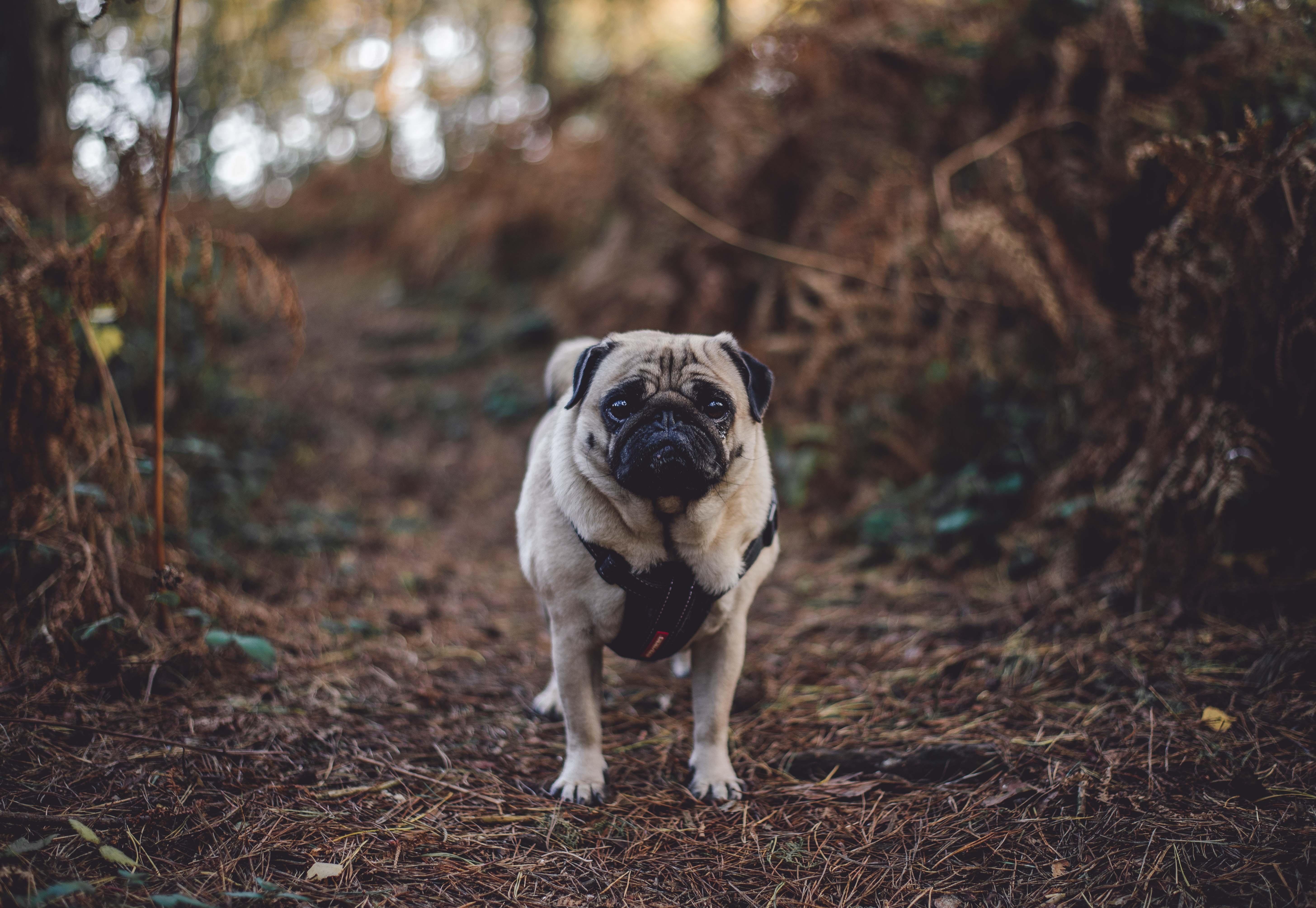 Download mobile wallpaper Pug, Stroll, Dog, Animals for free.