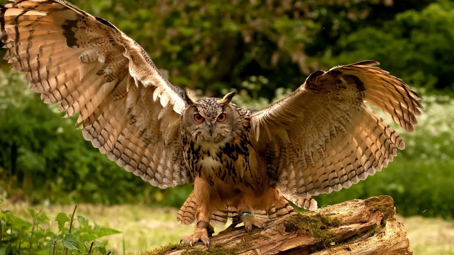 Full HD Wallpaper animals, owl, predator, wings, wave, sweep