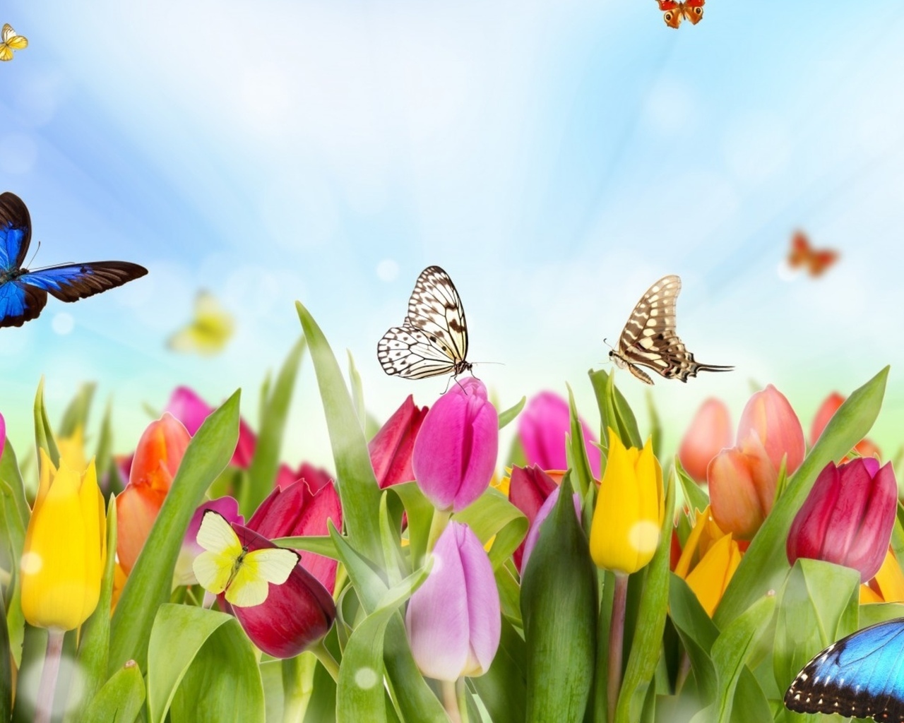 16372 télécharger le fond d'écran papillons, plantes, fleurs, tulipes - économiseurs d'écran et images gratuitement