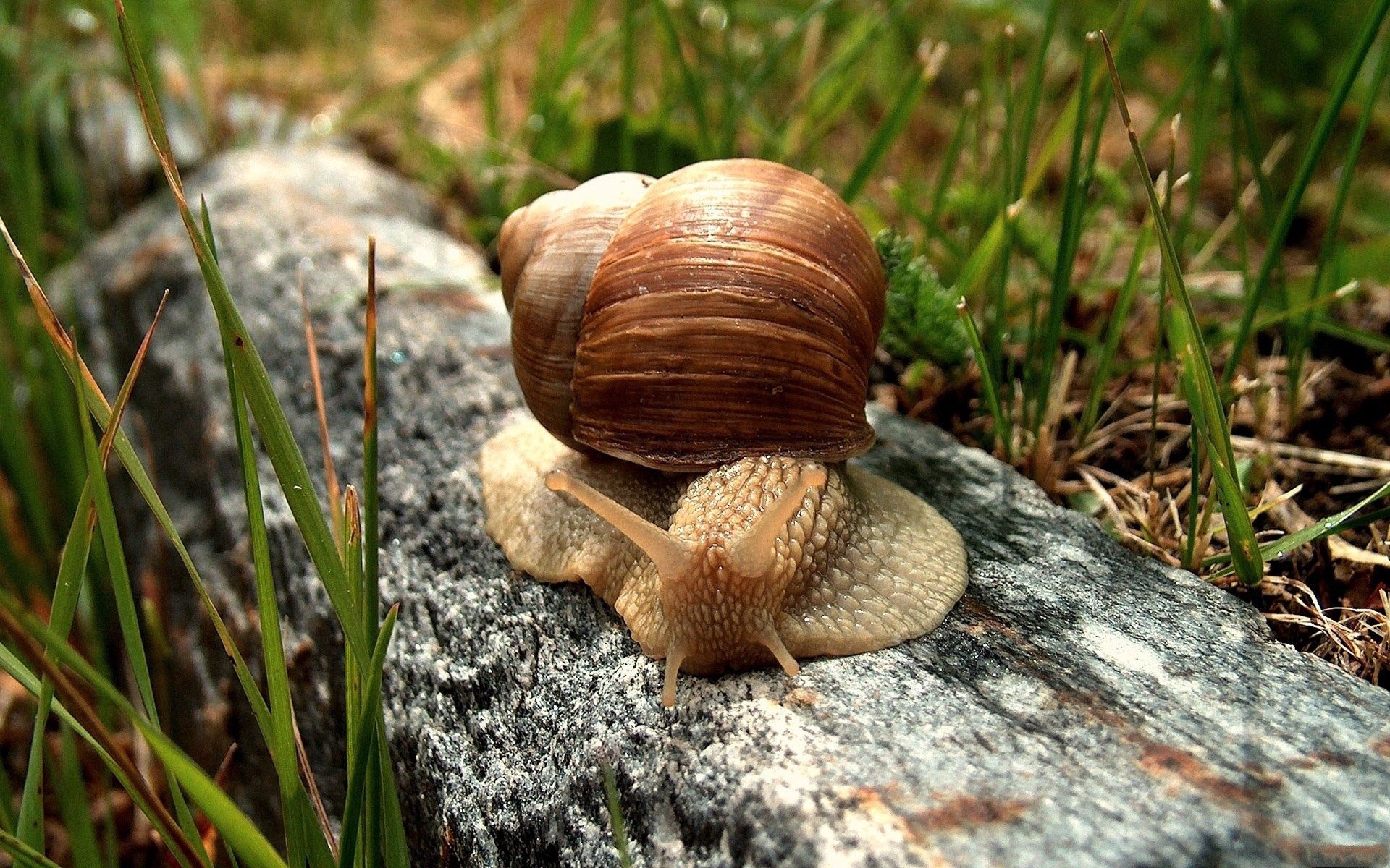 macro, crawl, snail, carapace, shell Smartphone Background