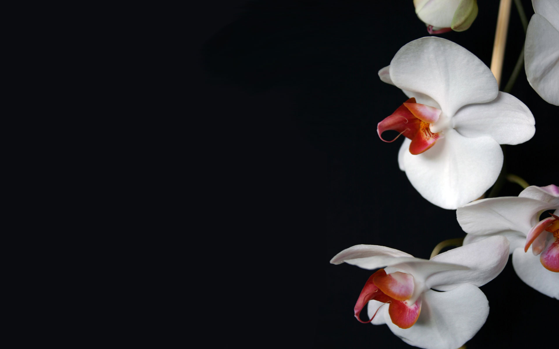 522898 baixar papel de parede terra/natureza, orquídea, flores - protetores de tela e imagens gratuitamente