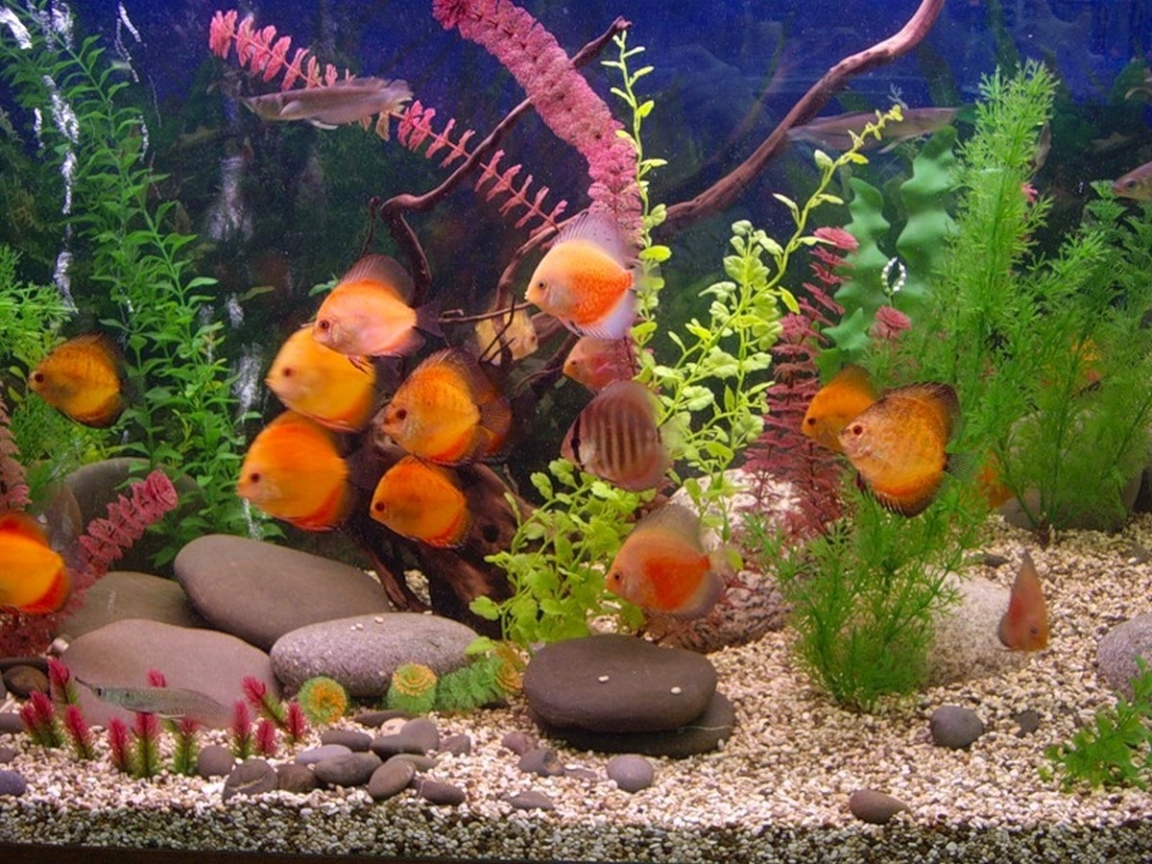  Aquariums Cellphone FHD pic